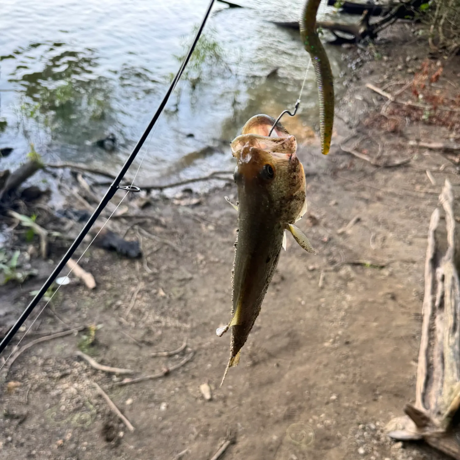 The most recent Smallmouth bass catches on Fishbrain