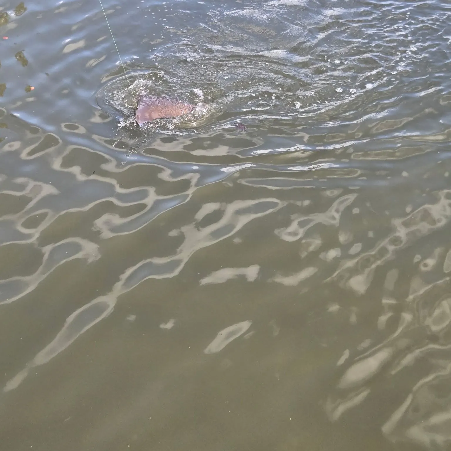 The most recent Short-tail stingray catches on Fishbrain