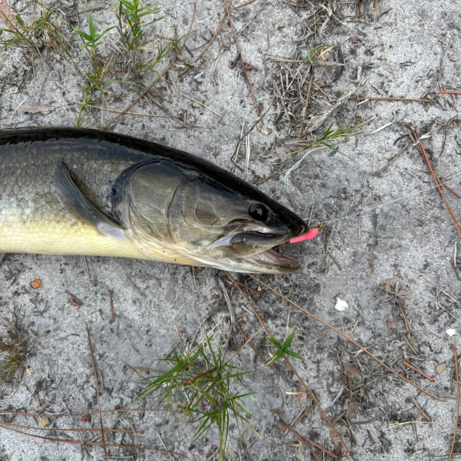 catch