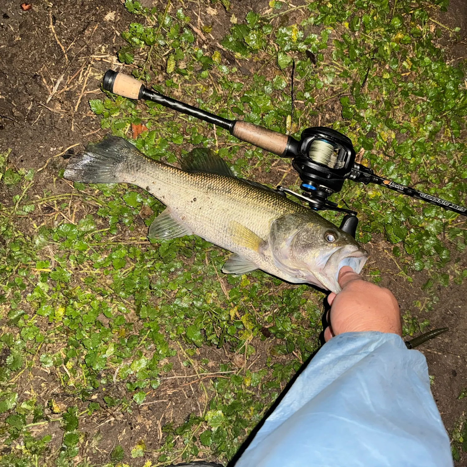 Largemouth bass caught on Fishbrain