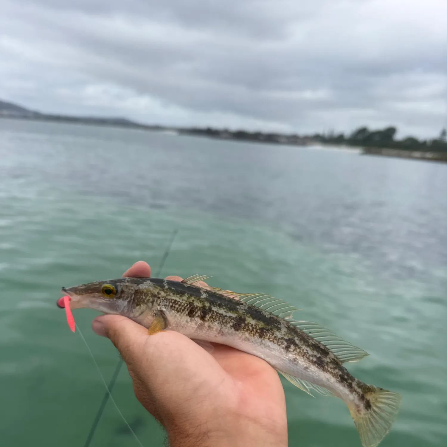 Blue weed whiting caught on Fishbrain