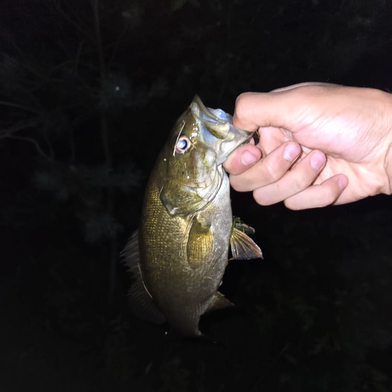 The most recent Smallmouth bass catches on Fishbrain