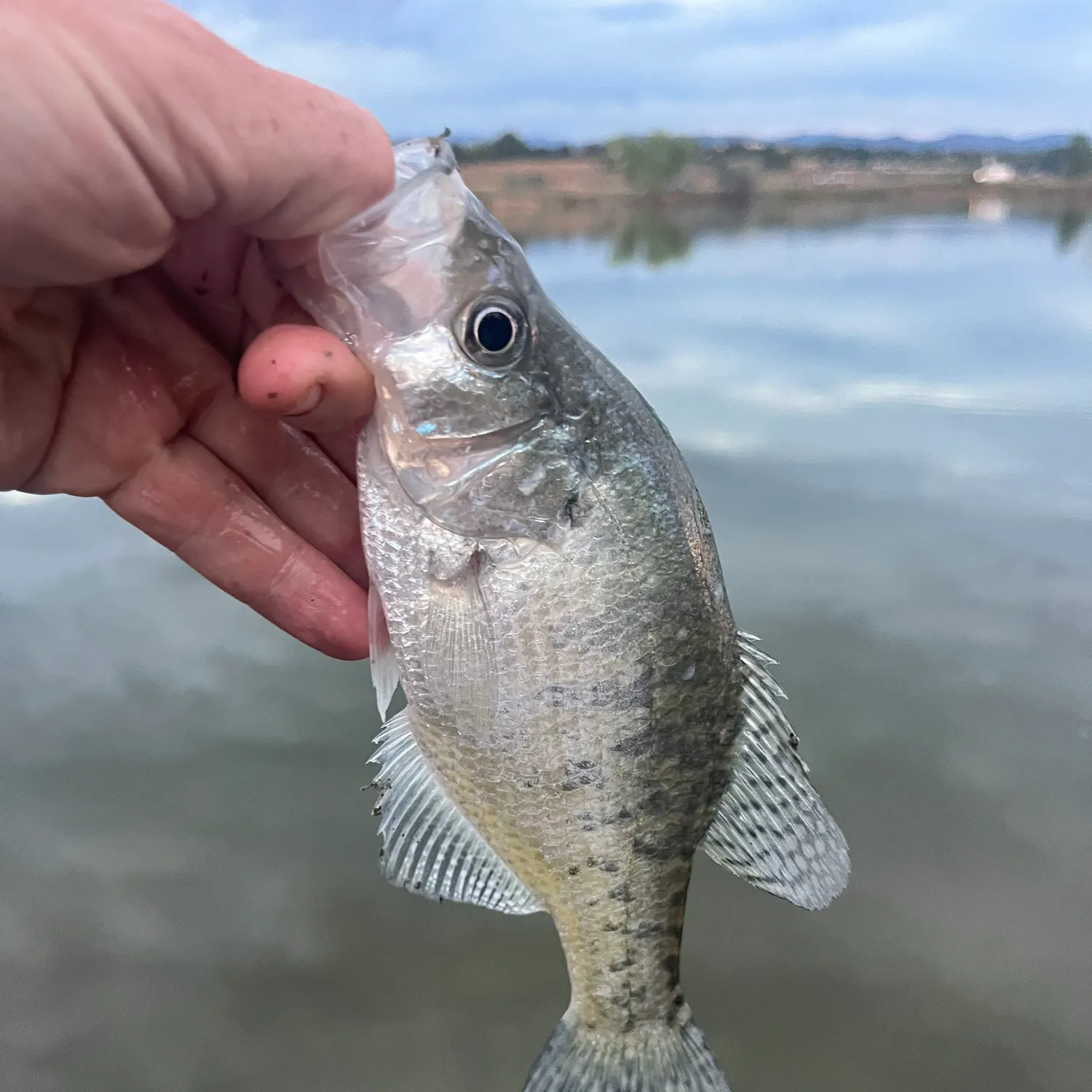 White crappie caught on Fishbrain