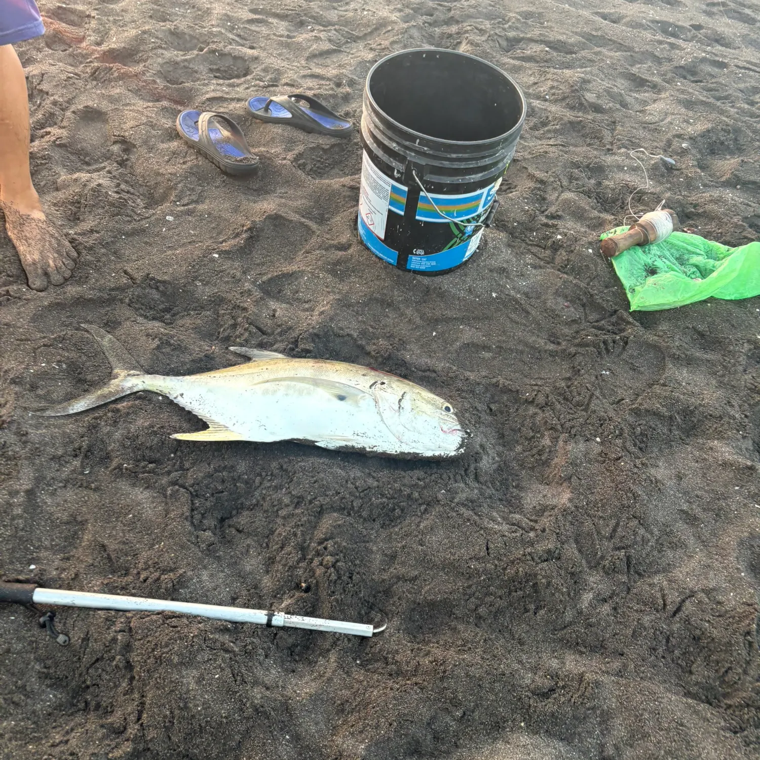 The most recent Pacific crevalle jack catches on Fishbrain
