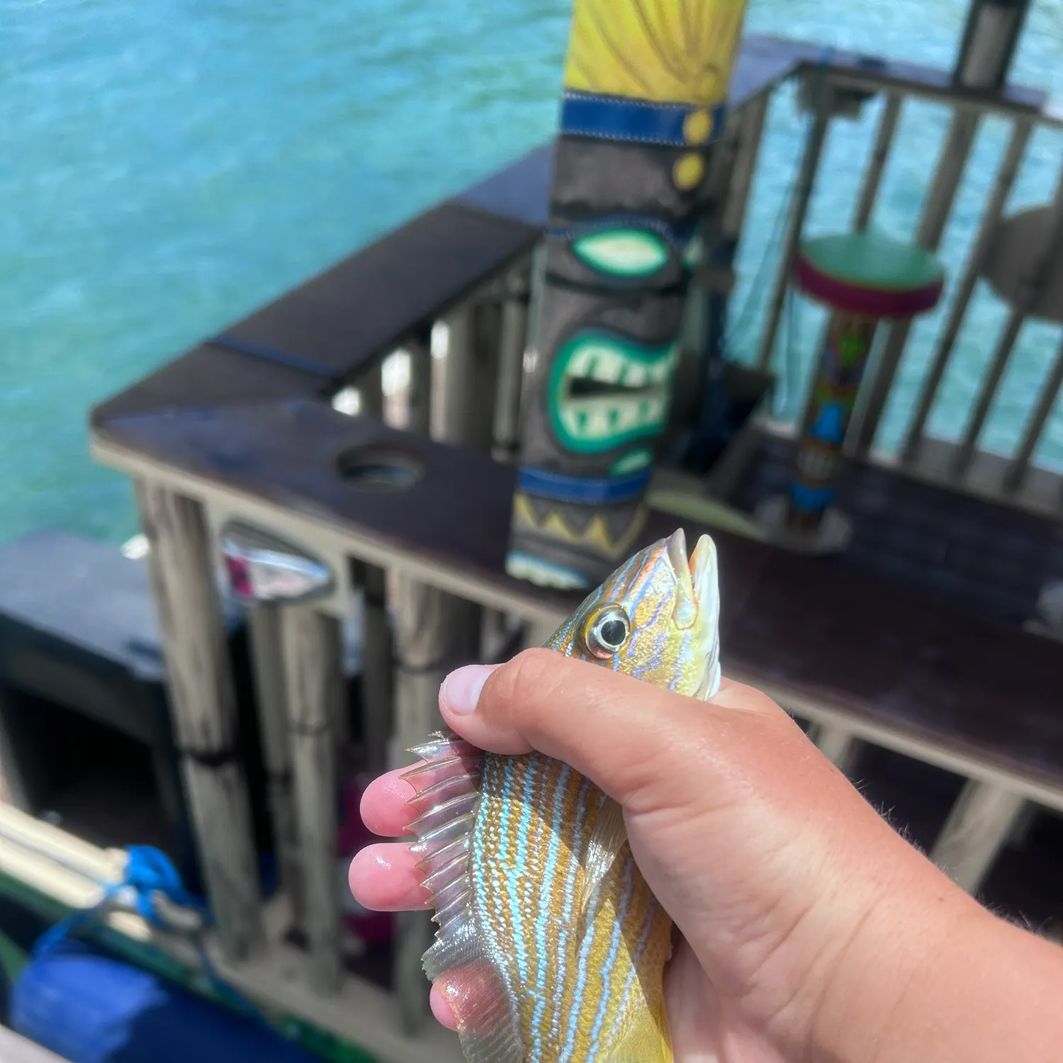 The most recent Bluestriped grunt catches on Fishbrain