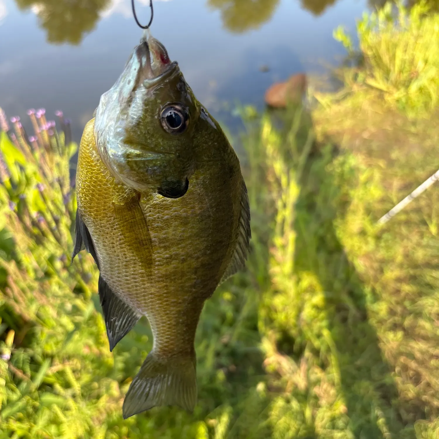 Bluegill caught on Fishbrain