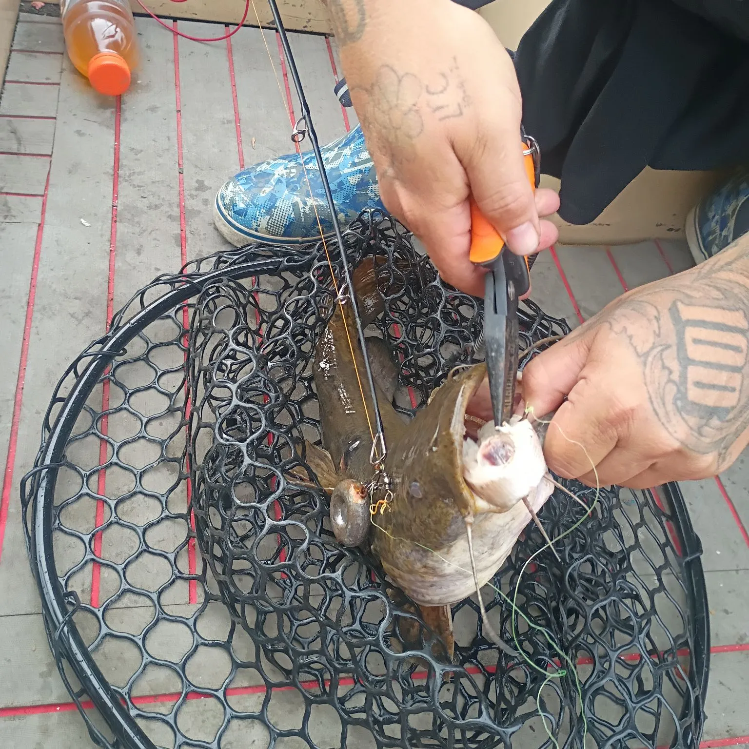 Flathead catfish caught on Fishbrain