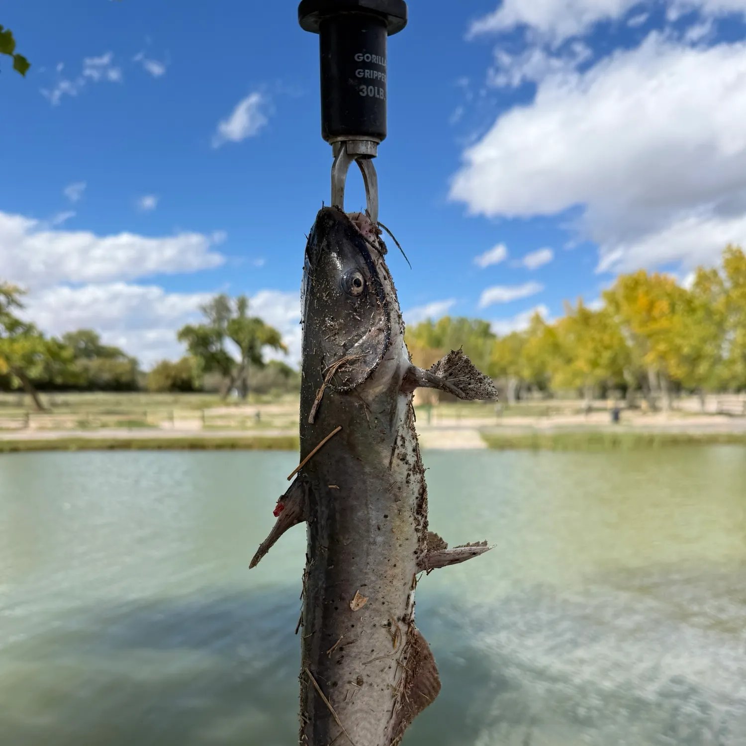 Channel catfish caught on Fishbrain