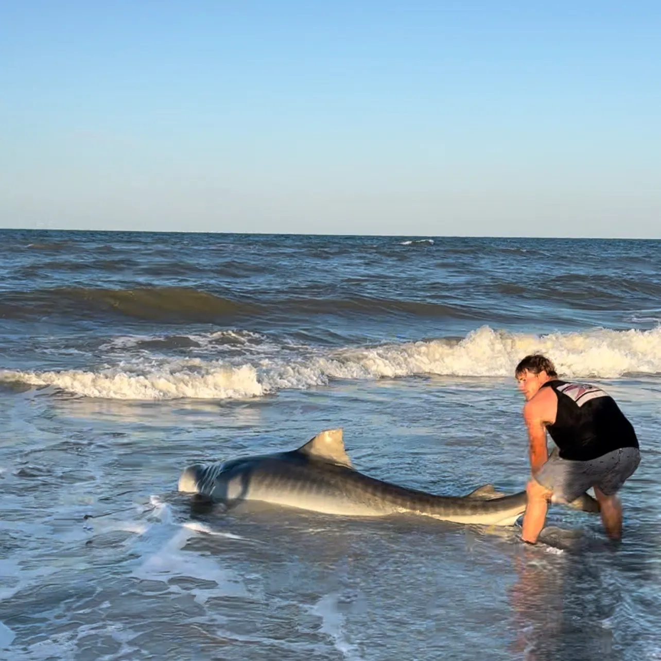 The most recent Tiger shark catches on Fishbrain