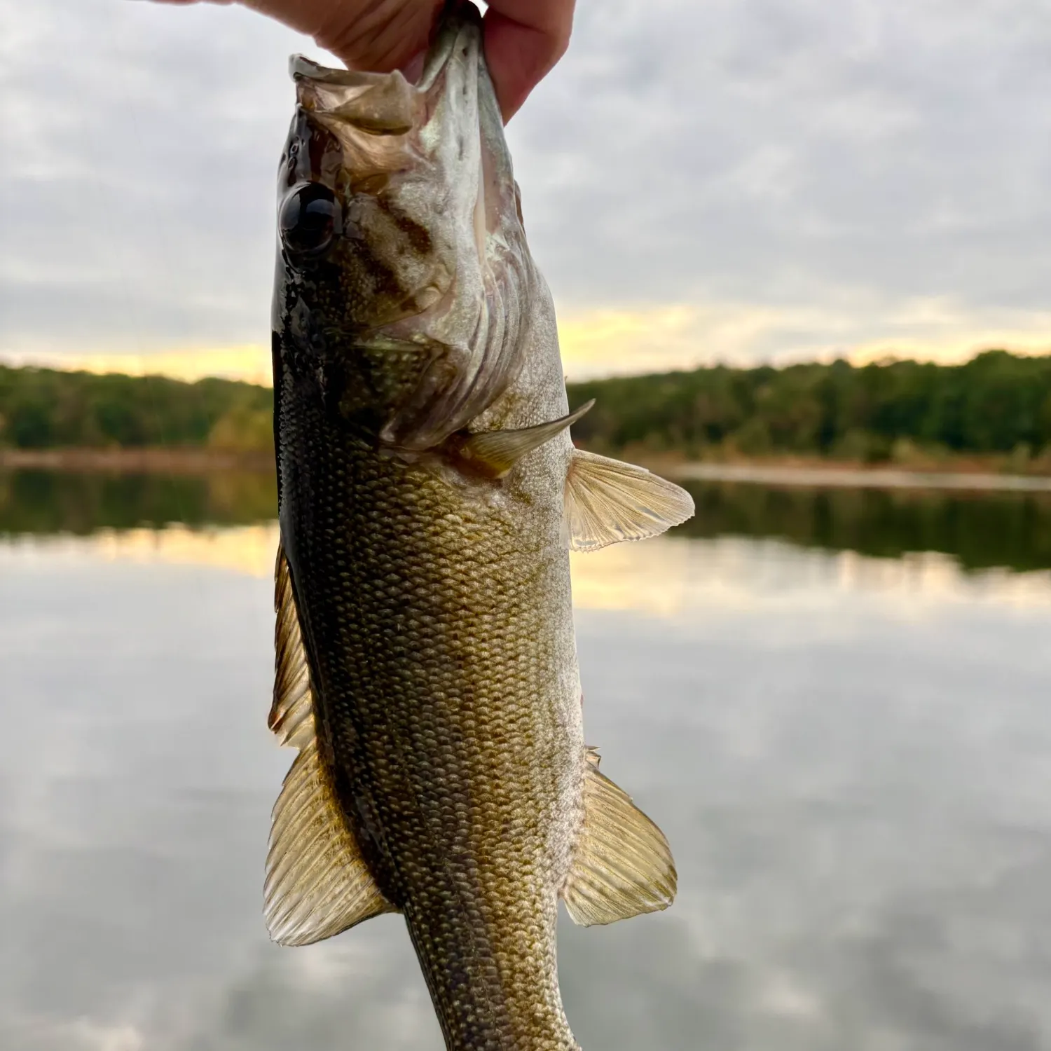 Smallmouth bass caught on Fishbrain