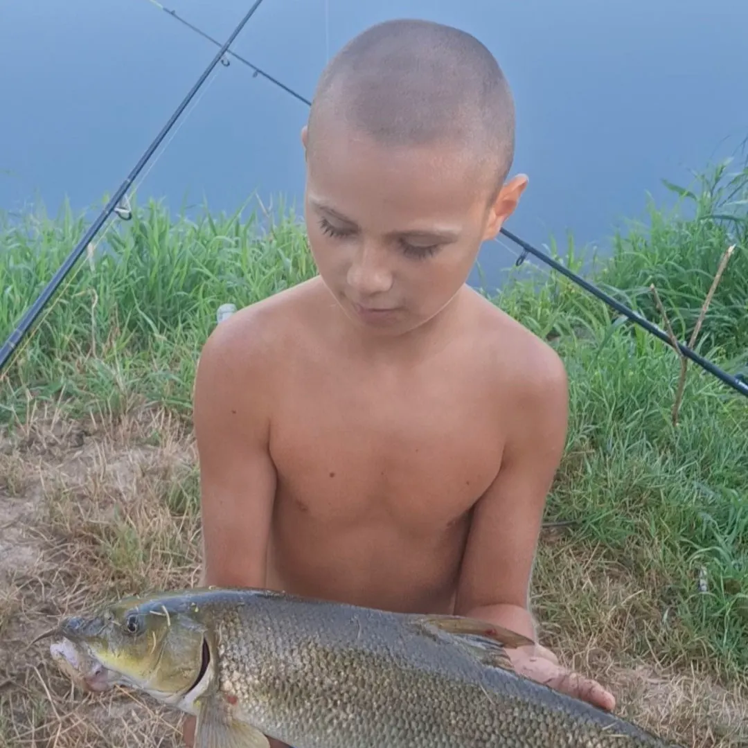 The most recent Common barbel catches on Fishbrain