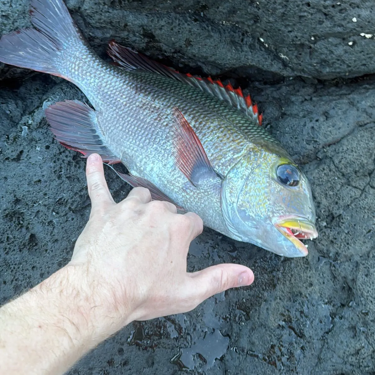The most recent Humpnose big-eye bream catches on Fishbrain