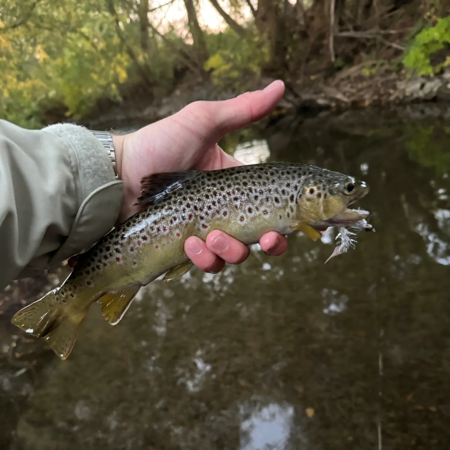 Brown trout caught on Fishbrain