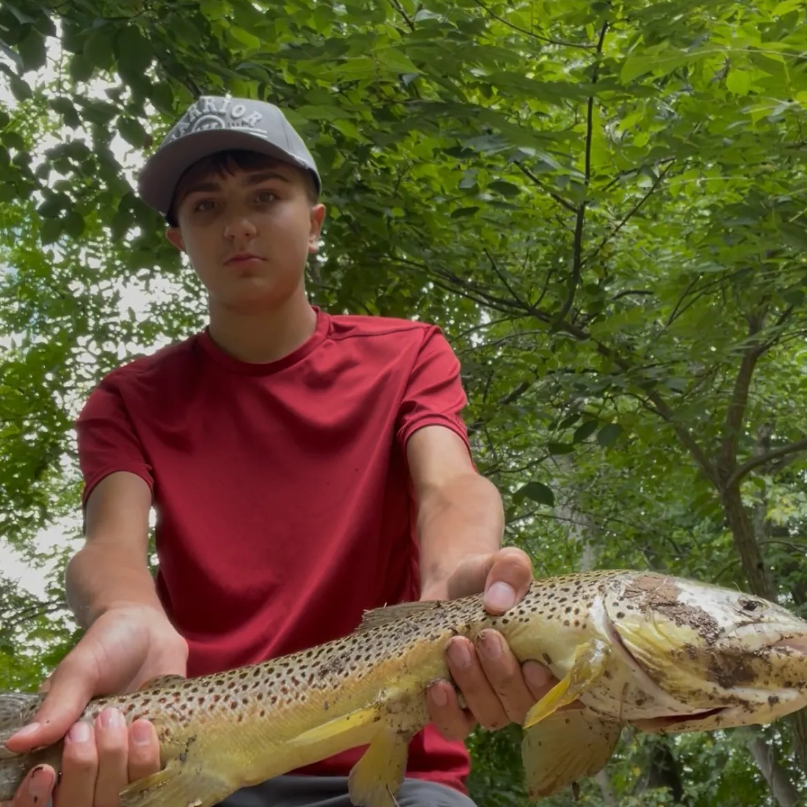 Brown trout caught on Fishbrain