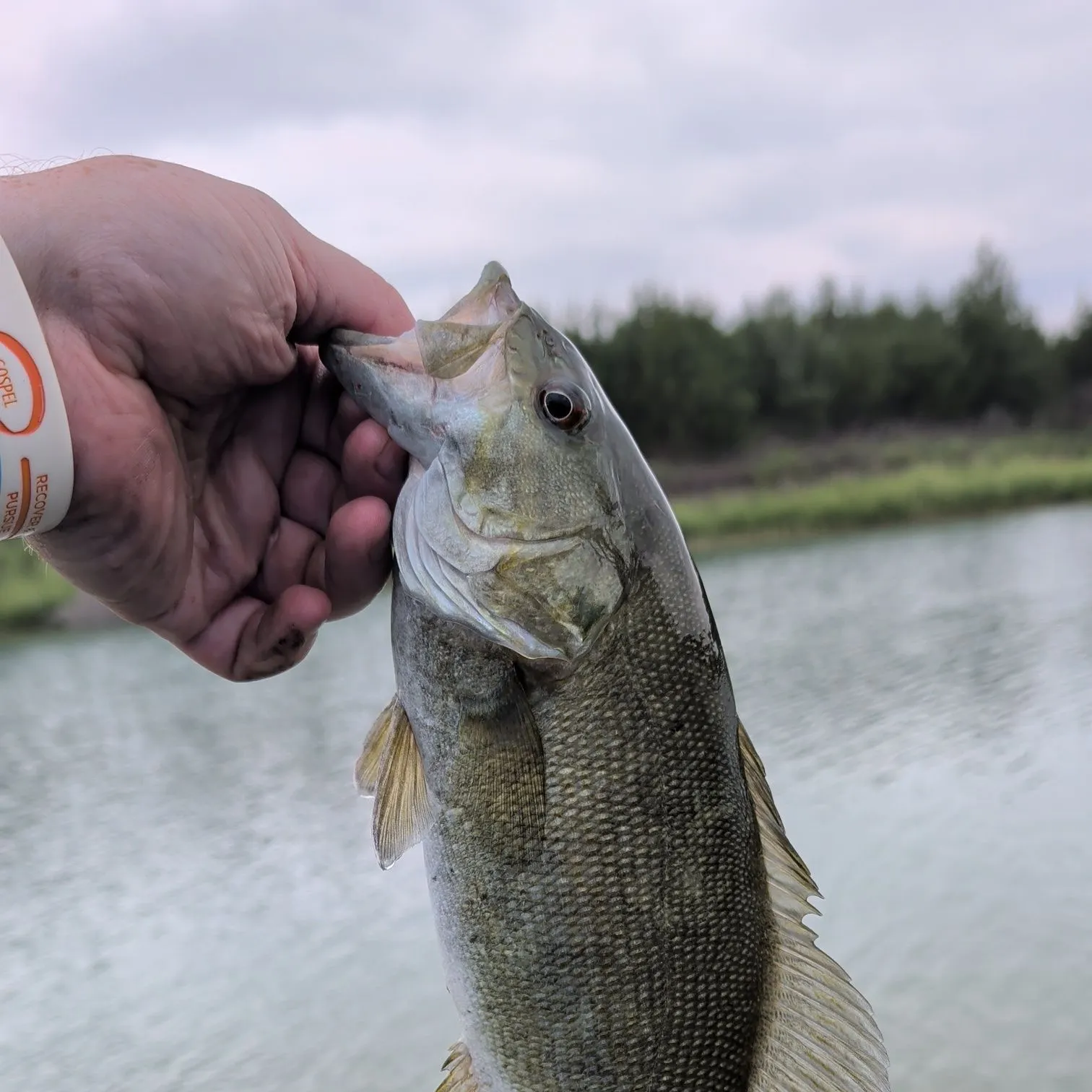 Smallmouth bass caught on Fishbrain