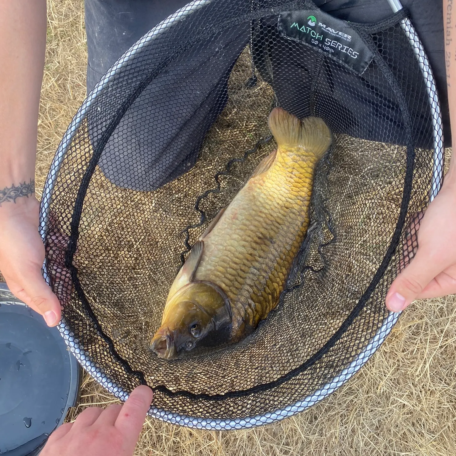 Common carp caught on Fishbrain