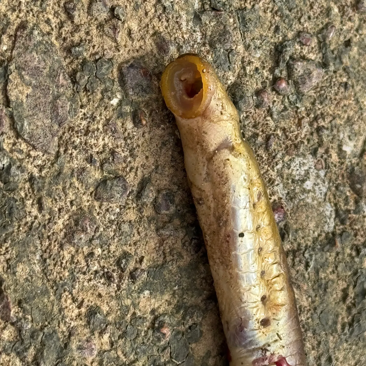 The most recent American brook lamprey catches on Fishbrain