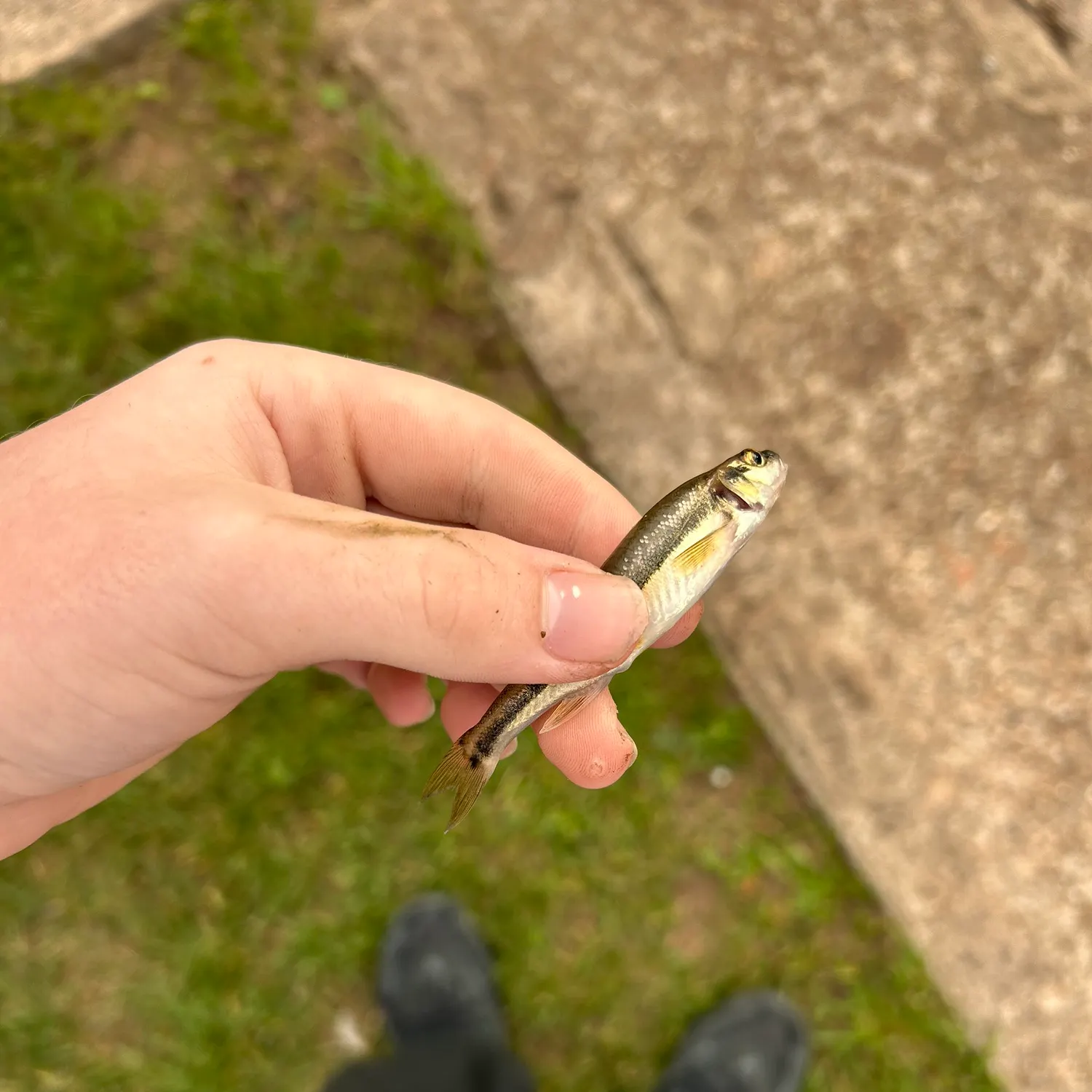 The most recent Eurasian minnow catches on Fishbrain