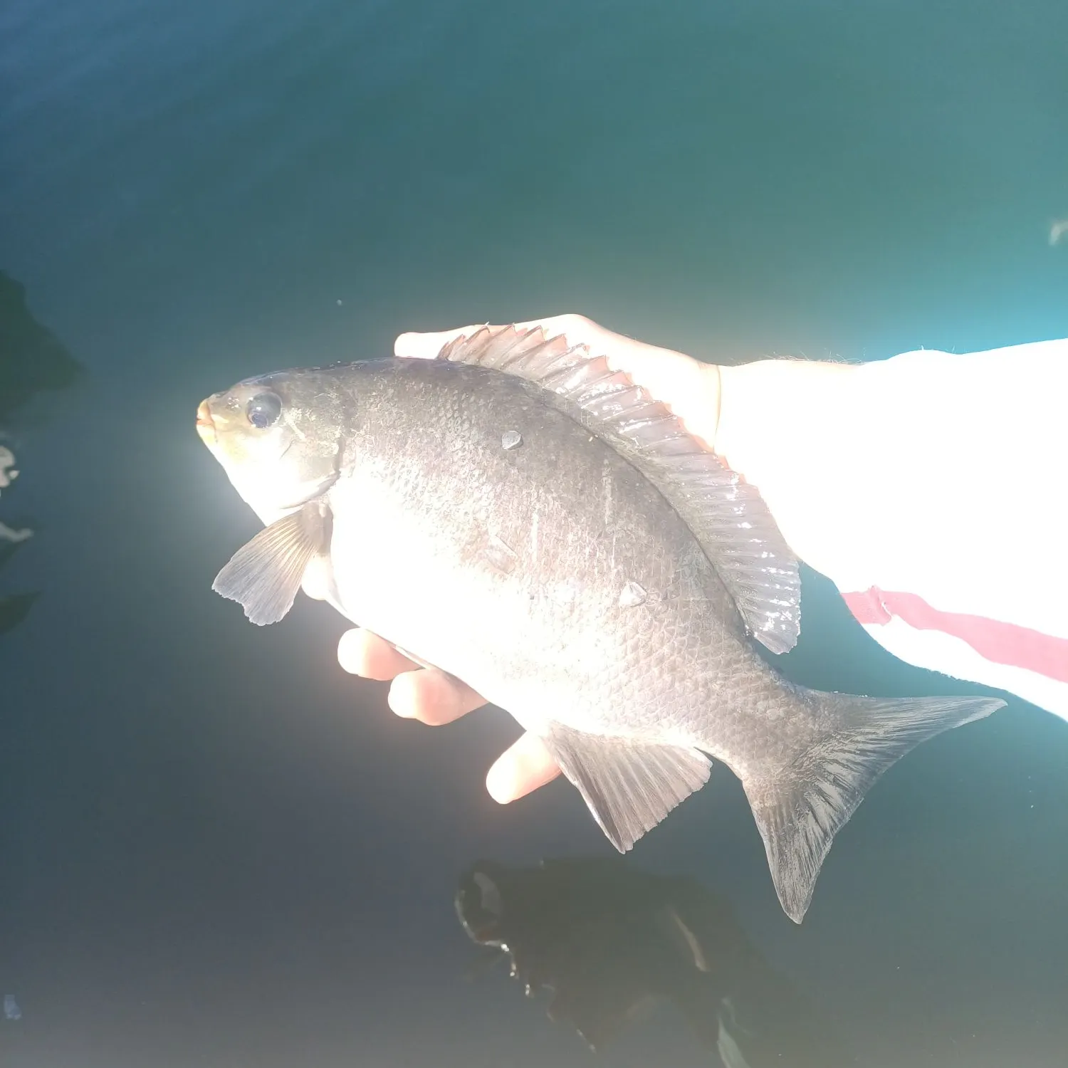 The most recent Luderick catches on Fishbrain