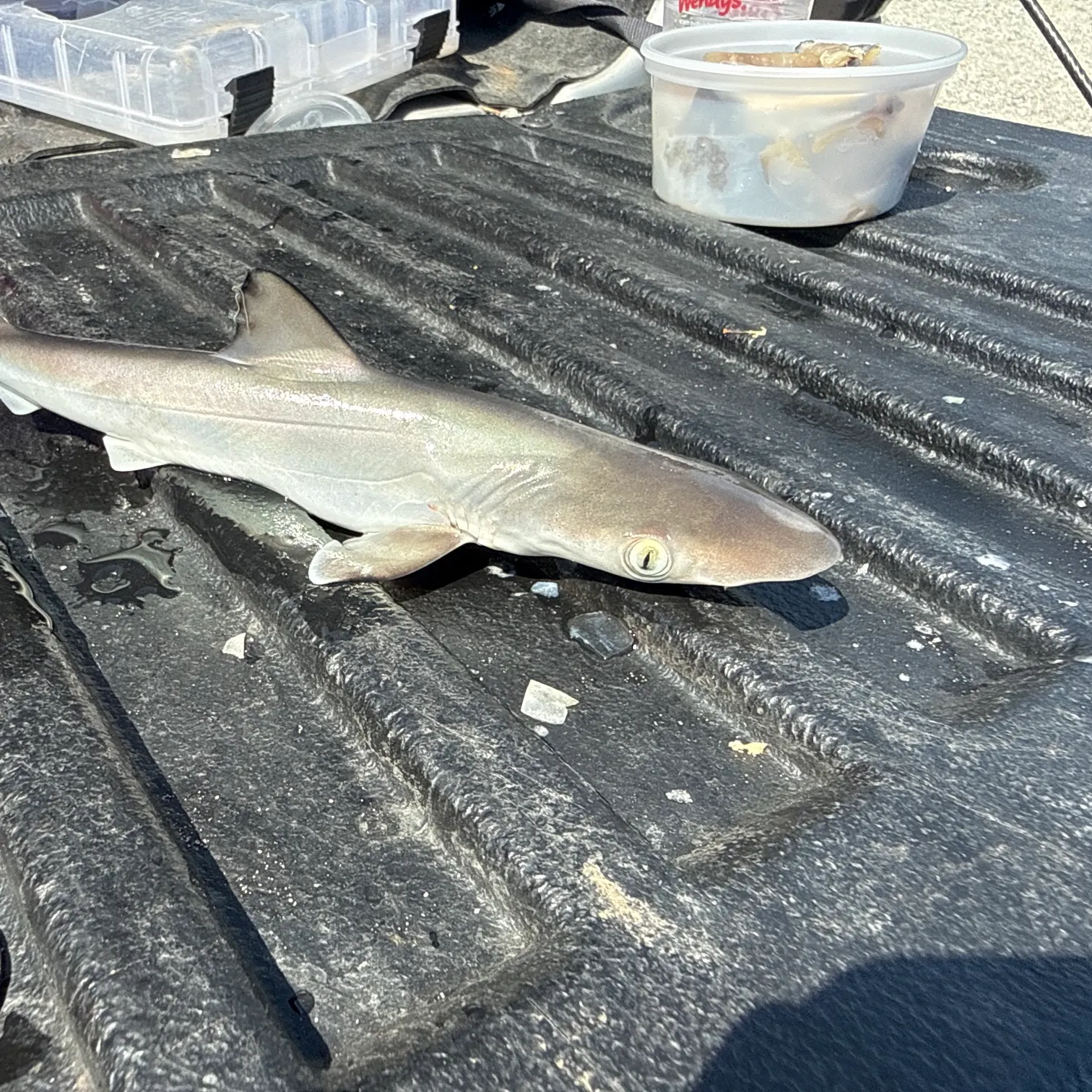 The most recent Blacktip reef shark catches on Fishbrain