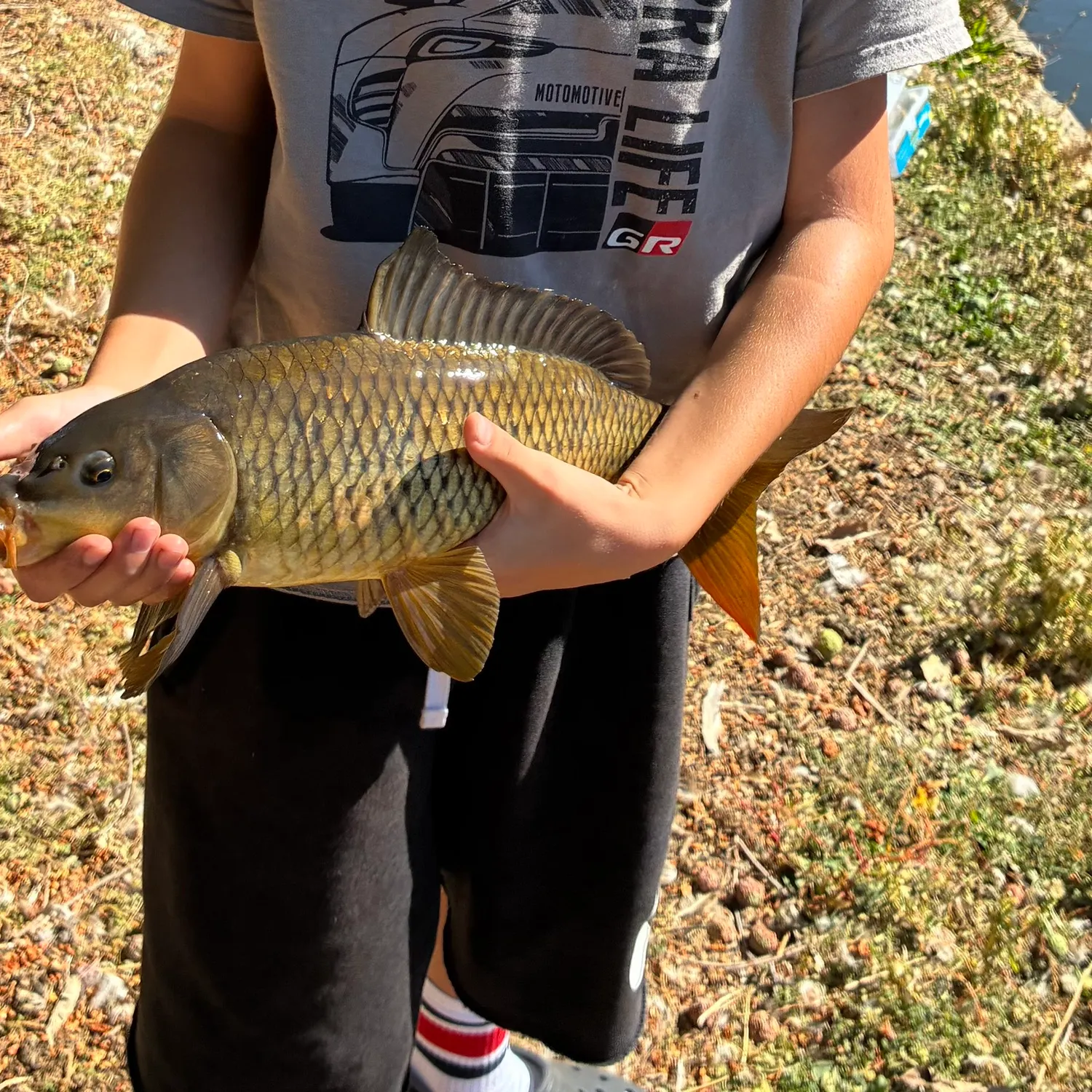 Common carp caught on Fishbrain