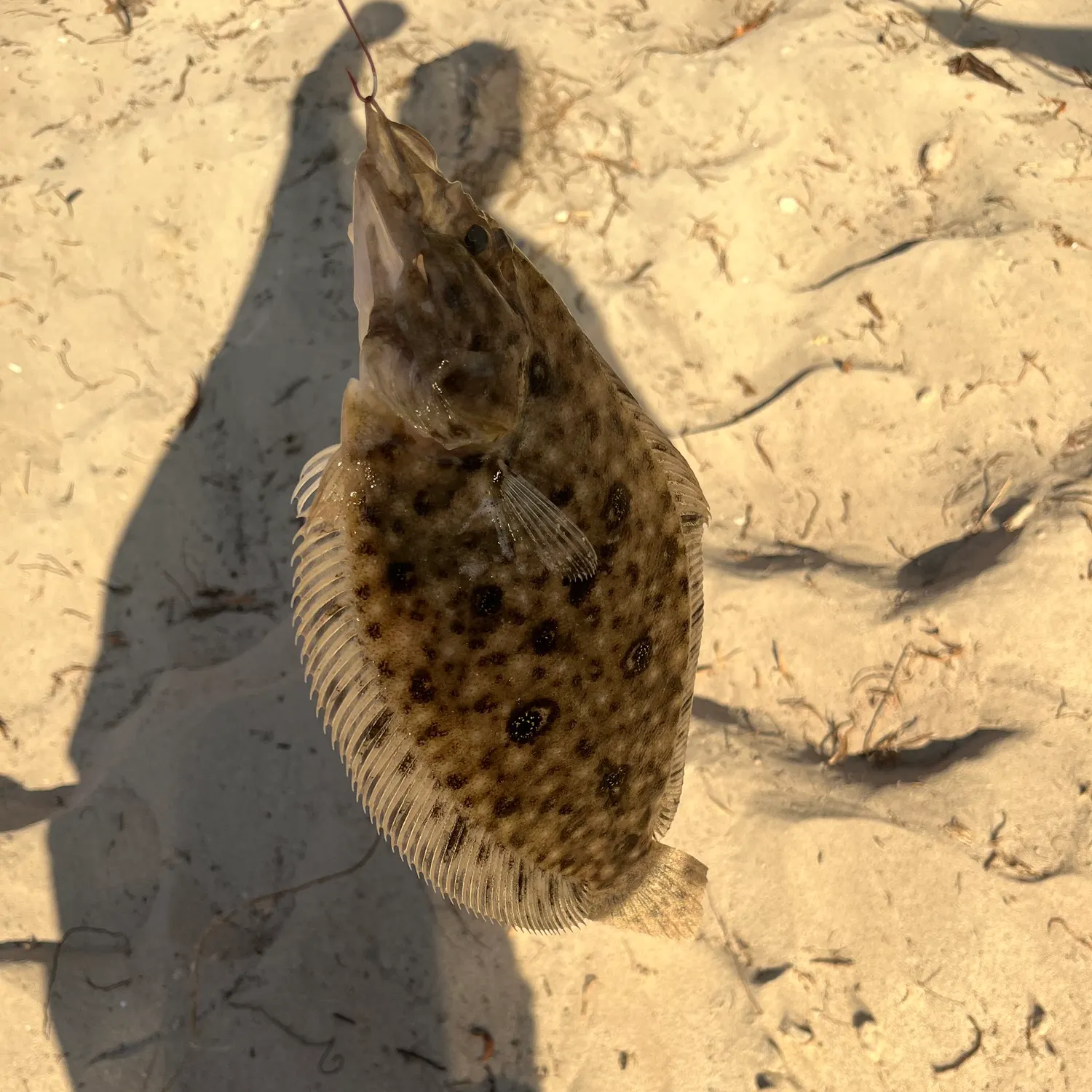 The most recent Black flounder catches on Fishbrain