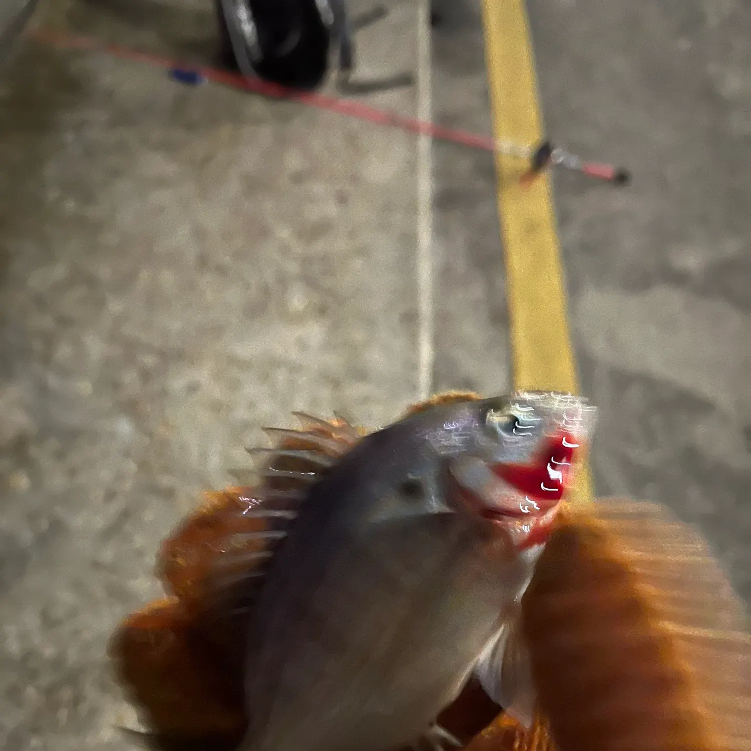 Pinfish caught on Fishbrain