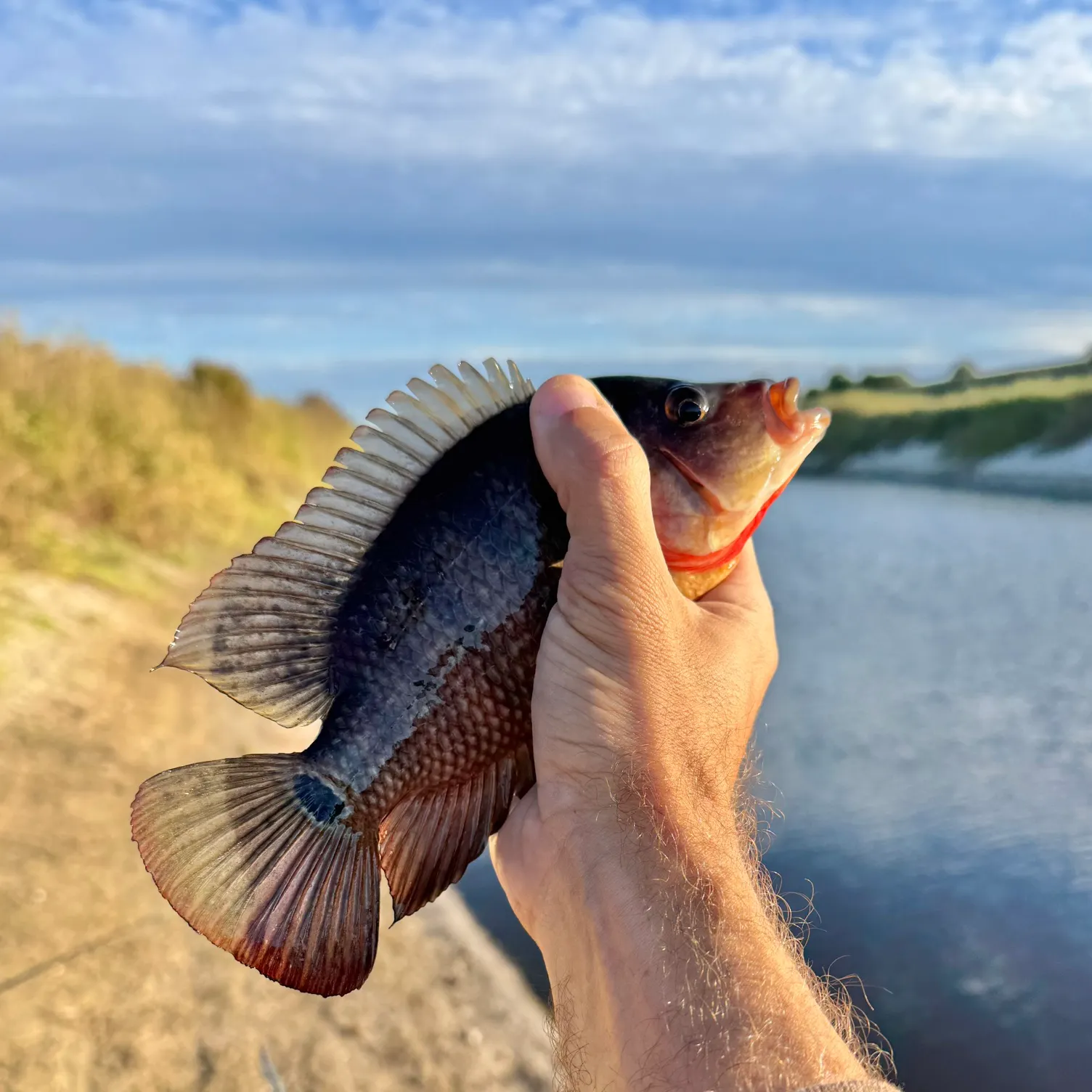 The most recent Mayan cichlid catches on Fishbrain