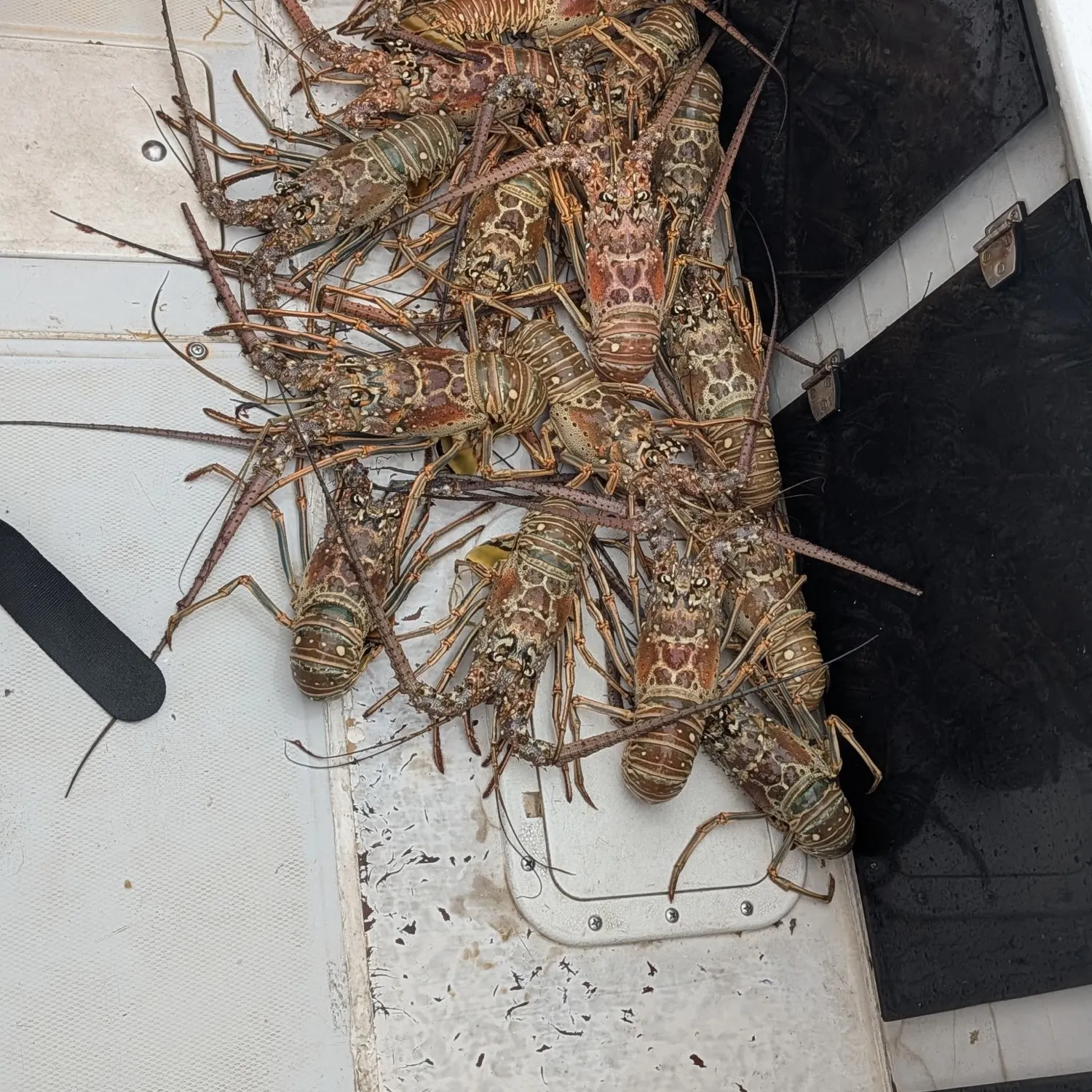 The most recent Caribbean spiny lobster catches on Fishbrain