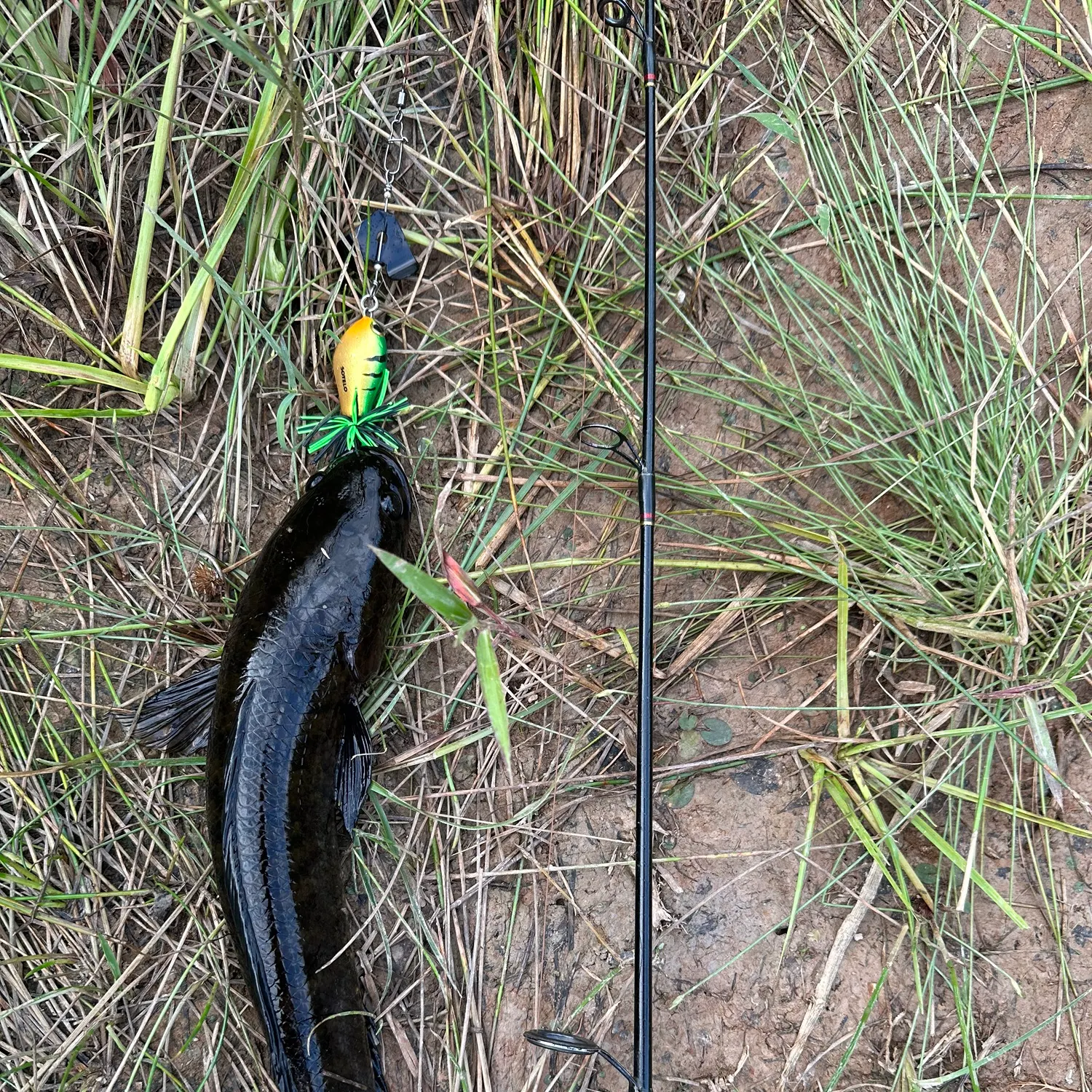 The most recent Striped snakehead catches on Fishbrain