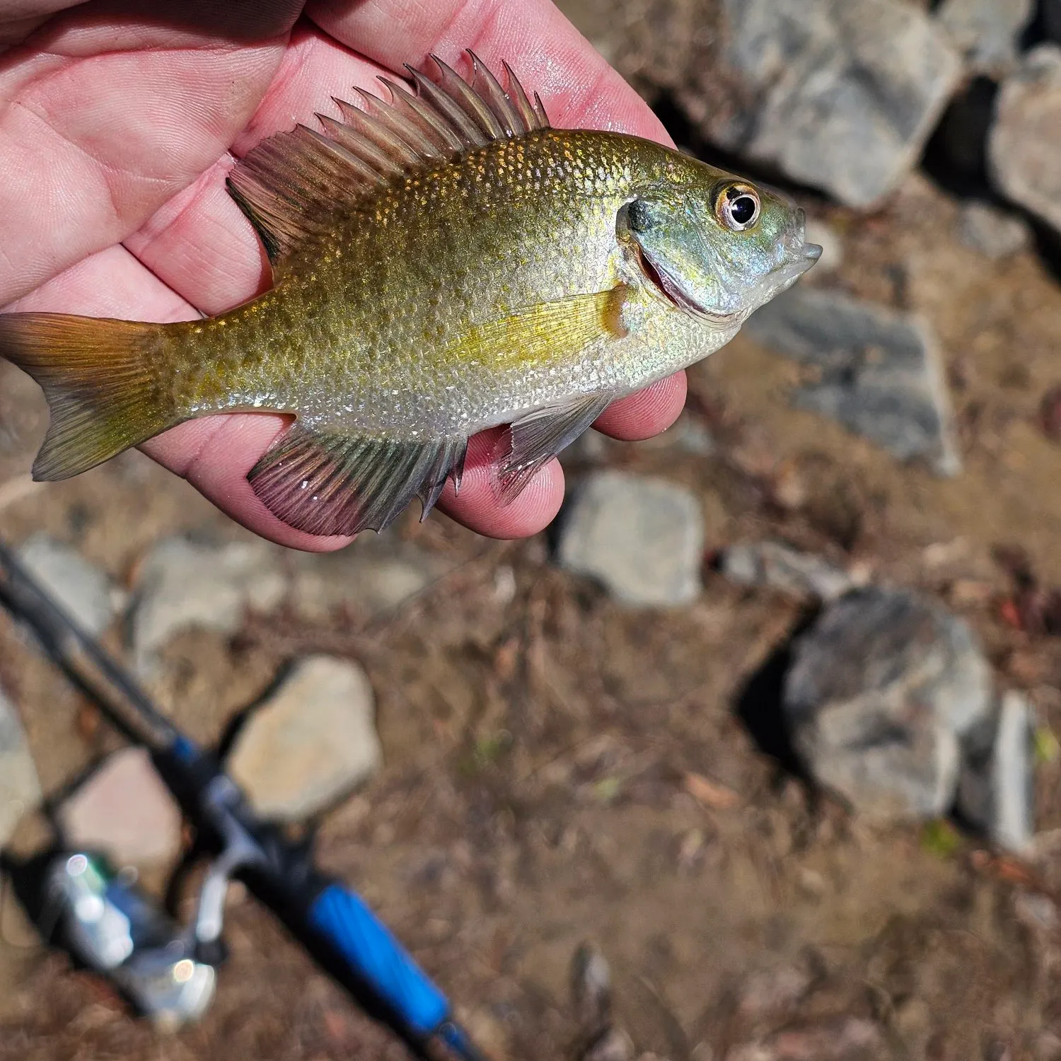 Bluegill caught on Fishbrain