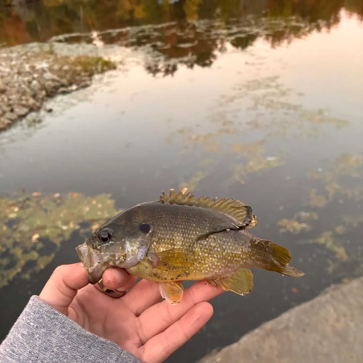 Greengill hybrid caught on Fishbrain