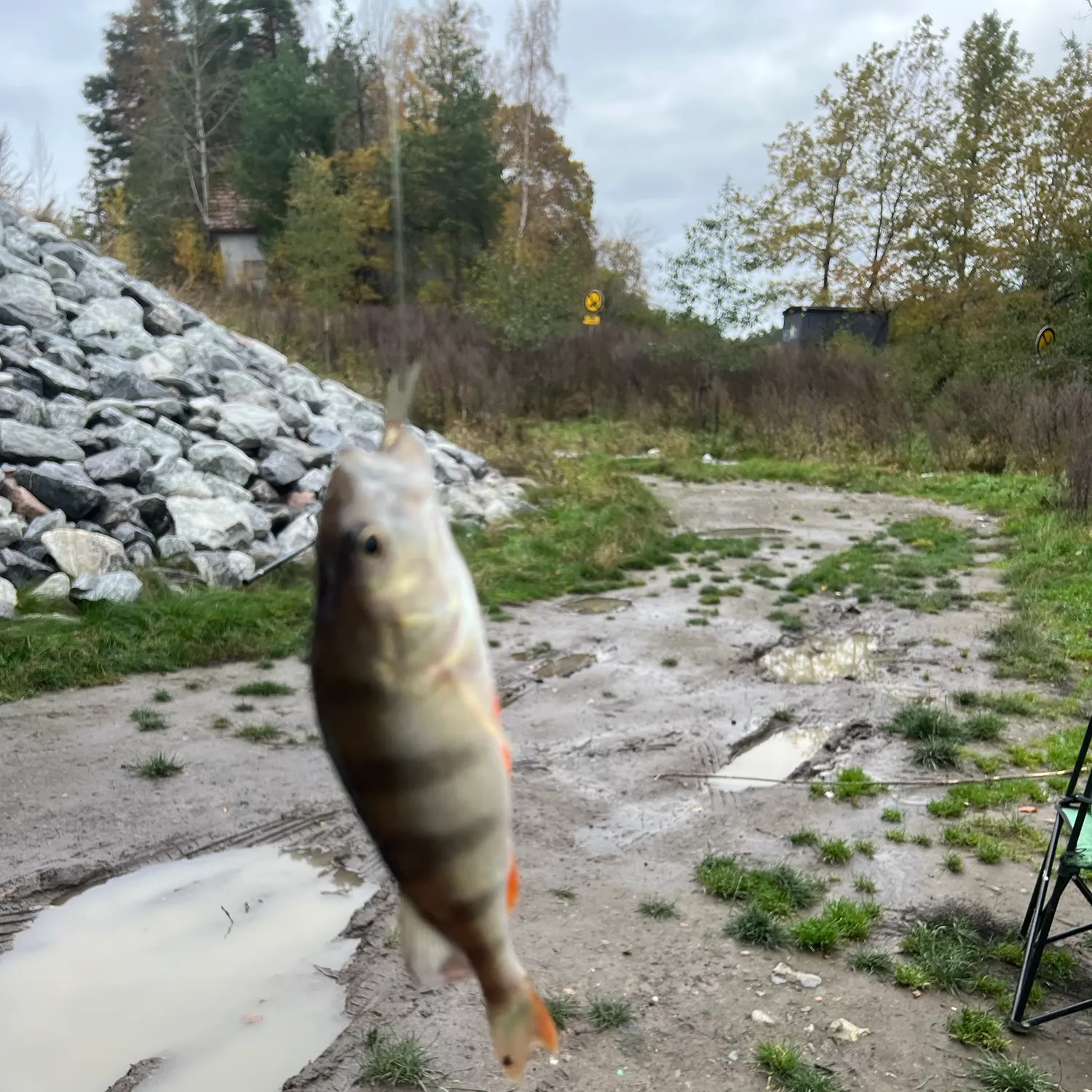 European perch caught on Fishbrain