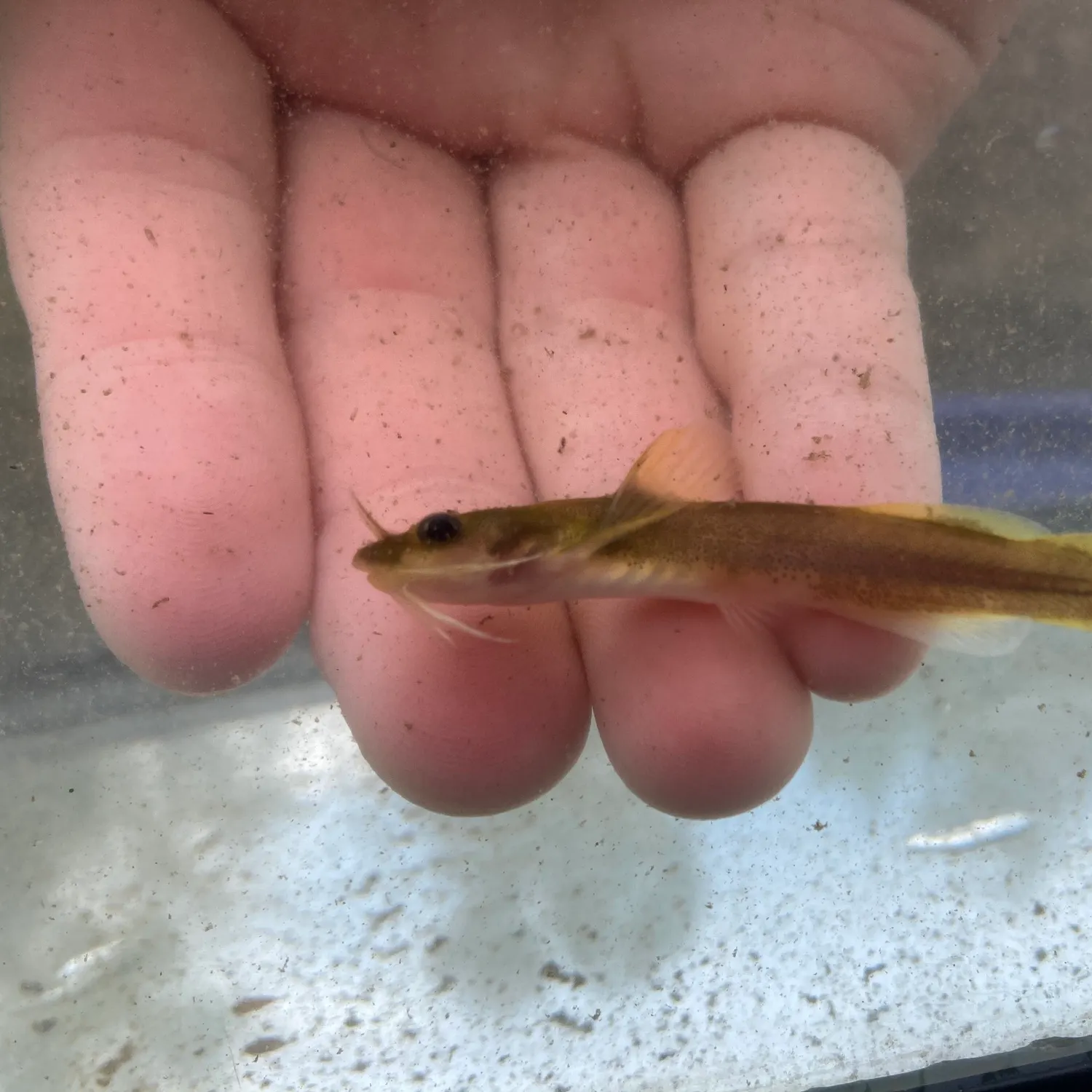 The most recent Margined madtom catches on Fishbrain