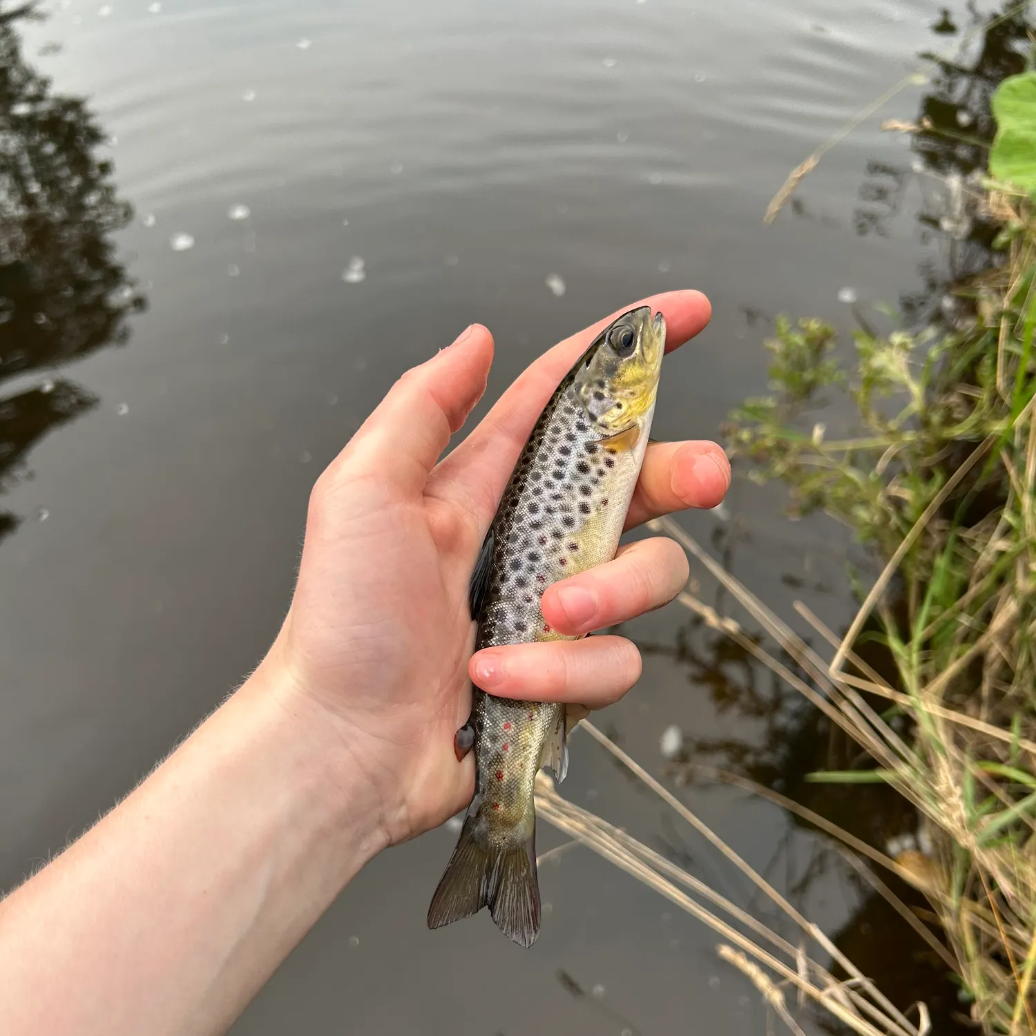 Brown trout caught on Fishbrain