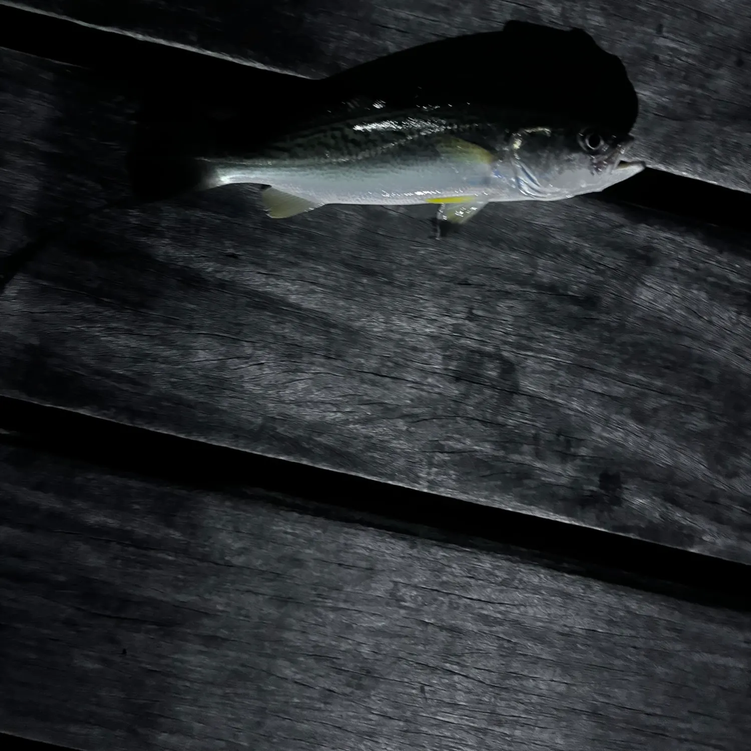 The most recent Gray weakfish catches on Fishbrain