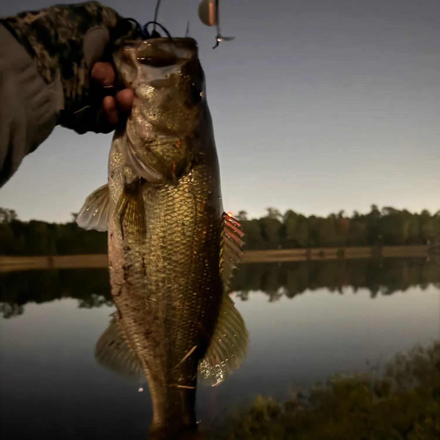 Largemouth bass caught on Fishbrain