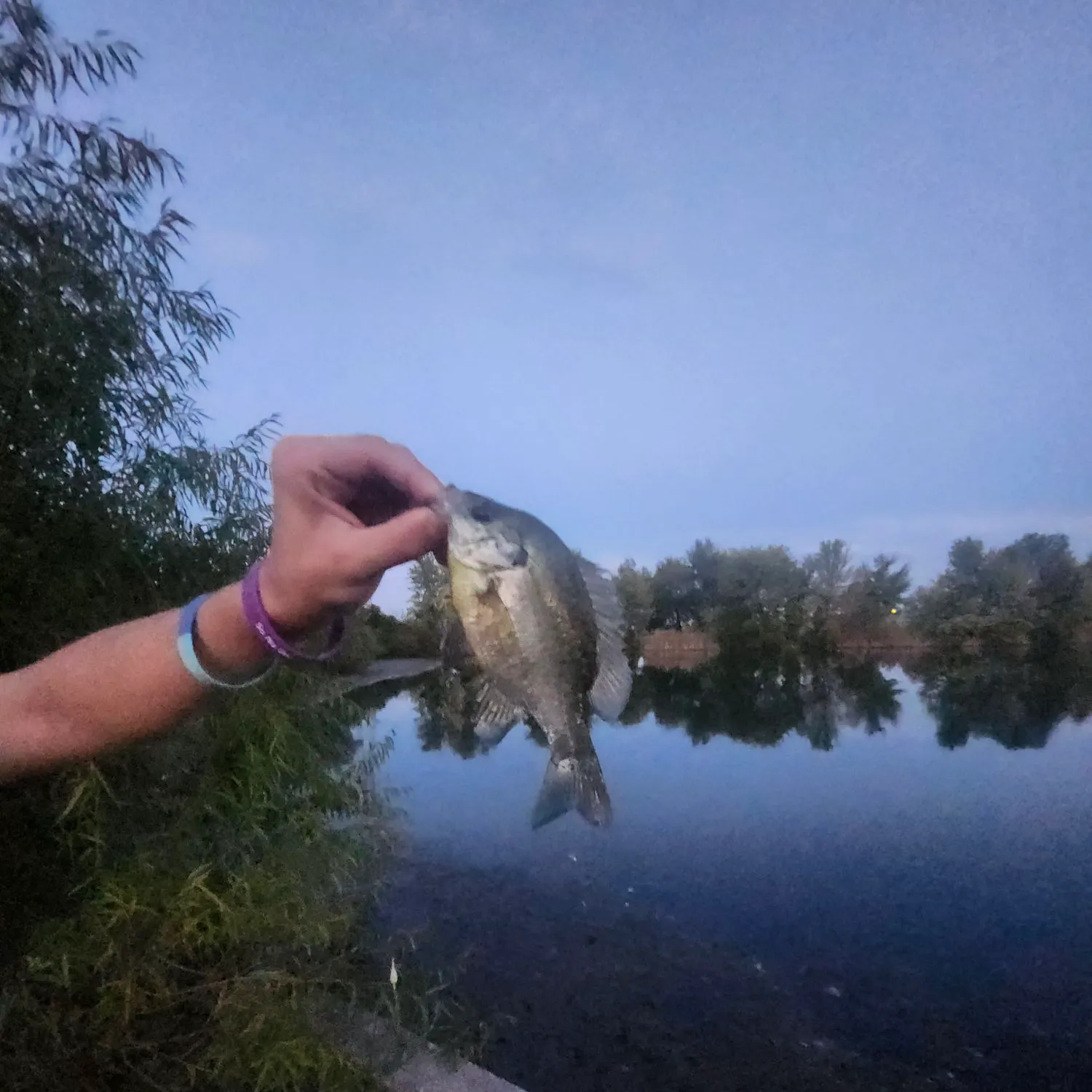 Bluegill caught on Fishbrain