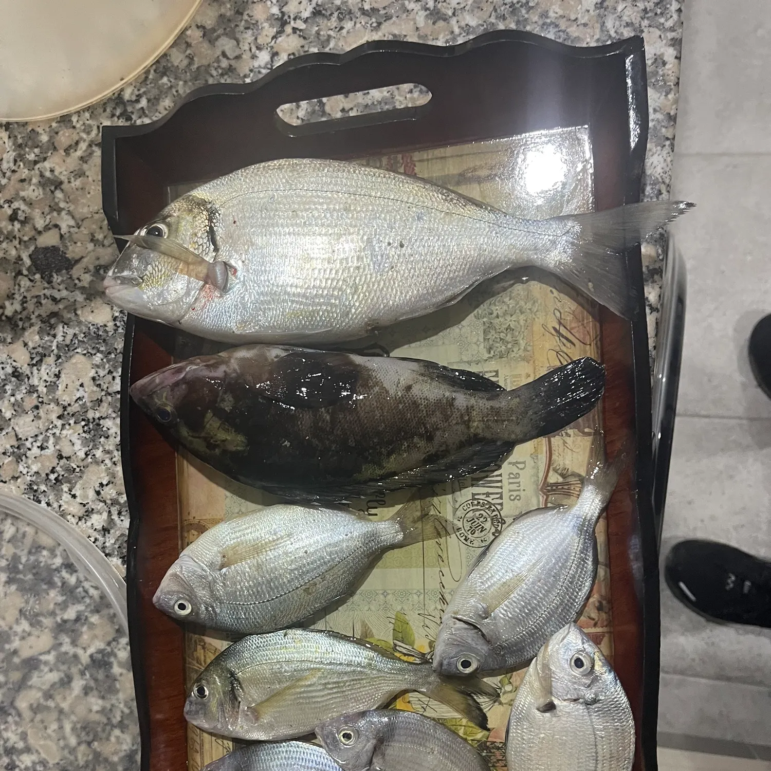 recently logged catches