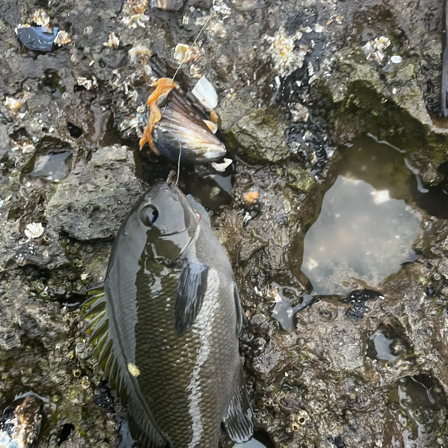 The most recent Opaleye catches on Fishbrain