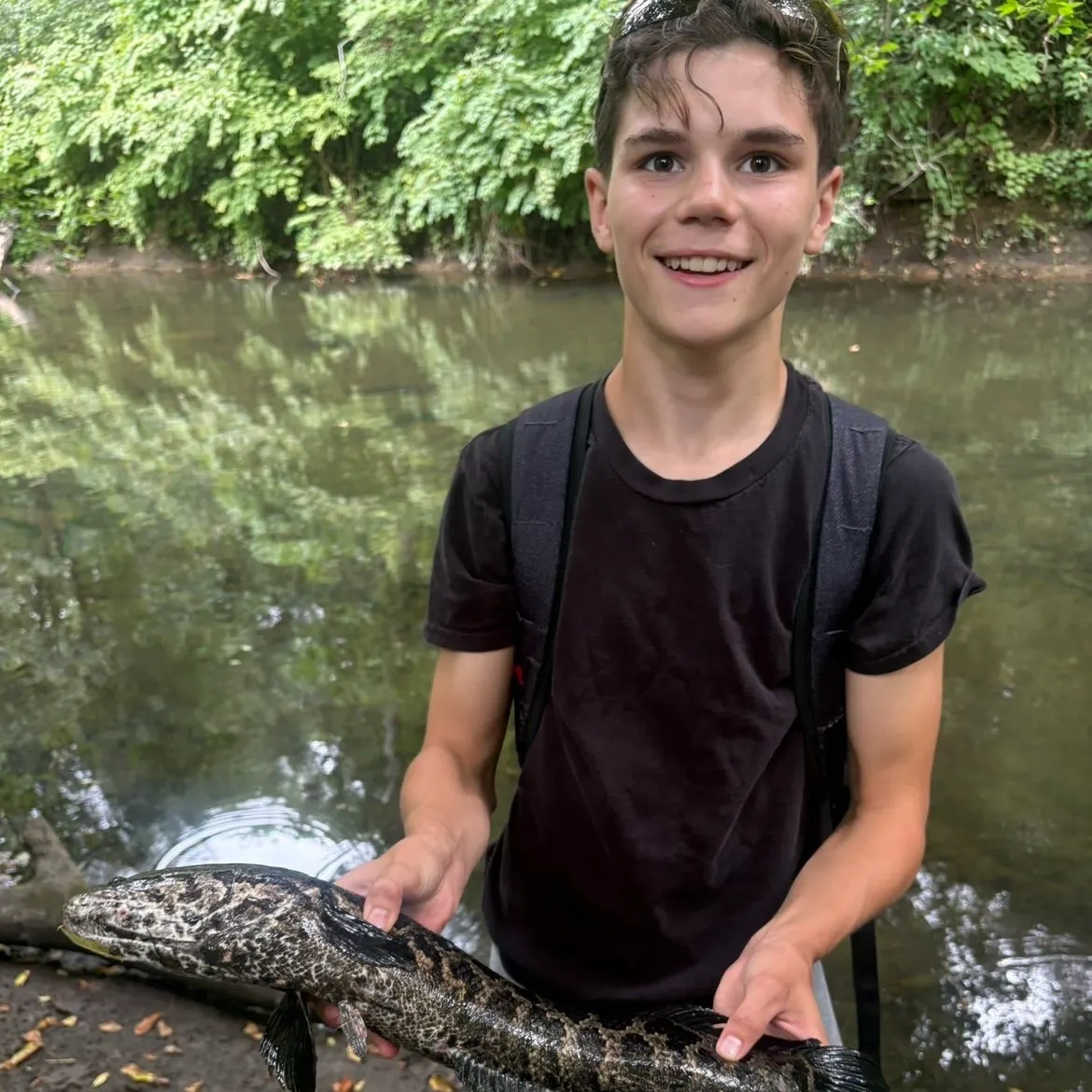 Northern snakehead caught on Fishbrain