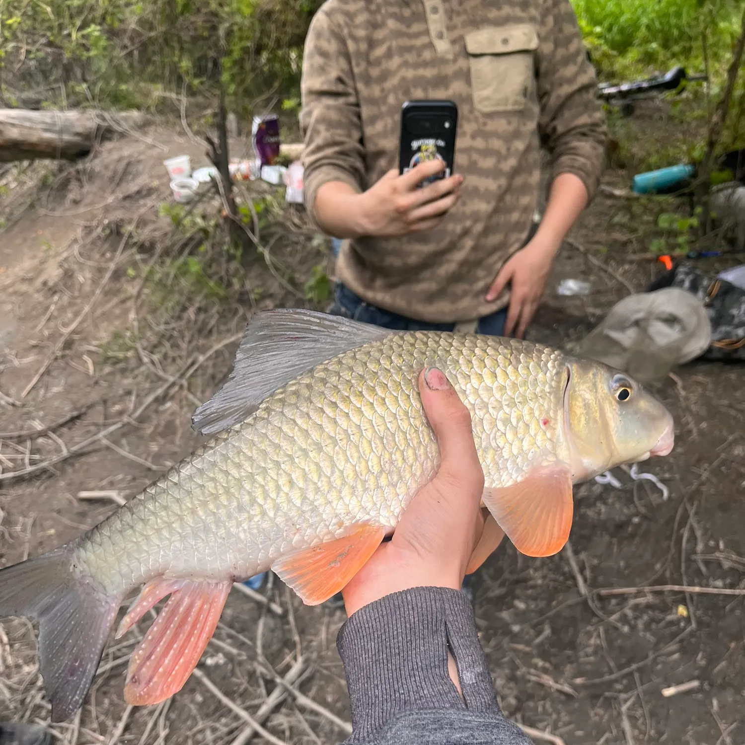 The most recent Silver redhorse catches on Fishbrain