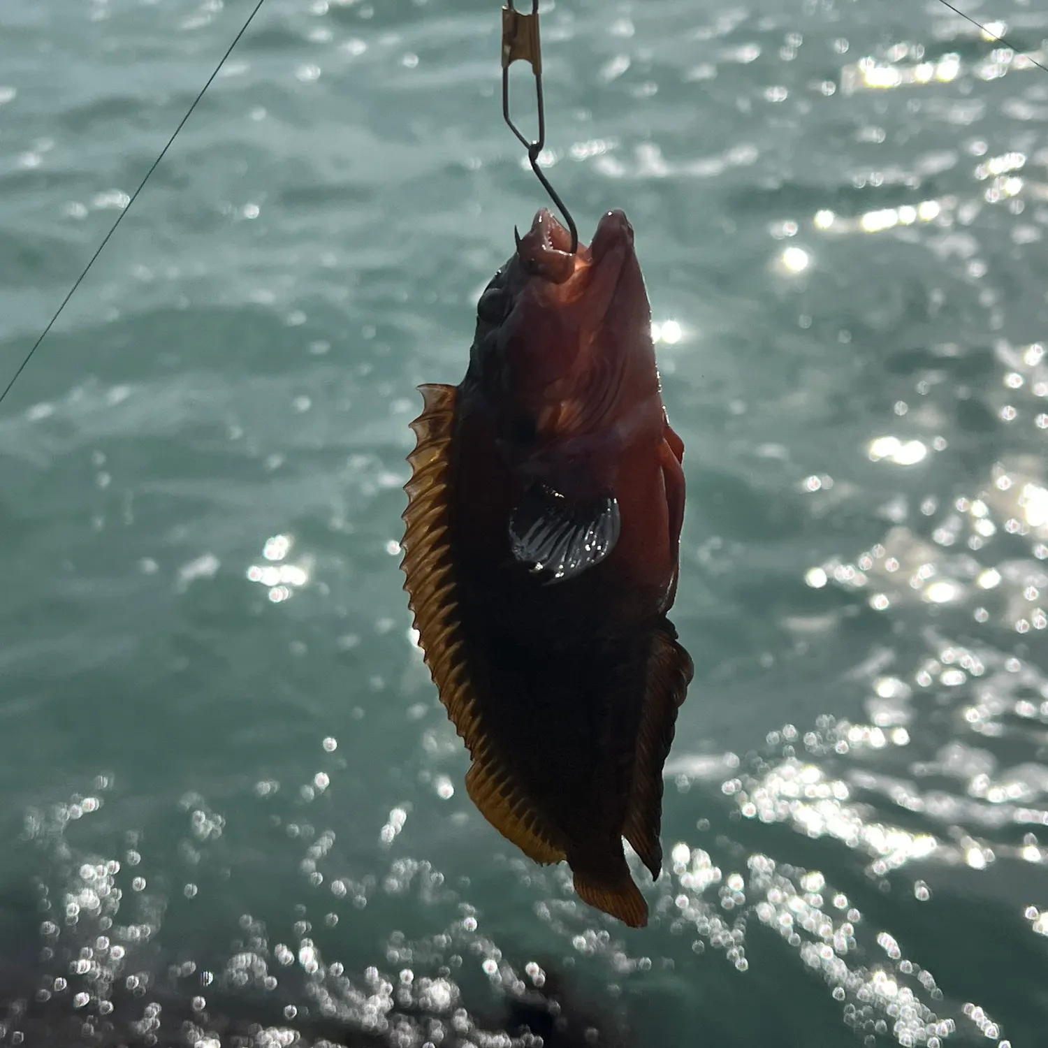The most recent Hairy blenny catches on Fishbrain