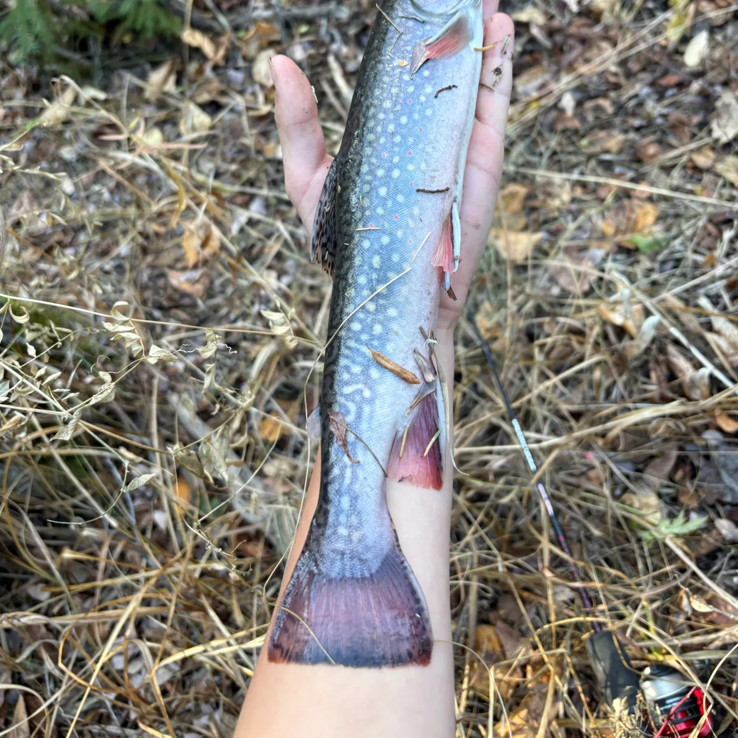 Brook trout caught on Fishbrain