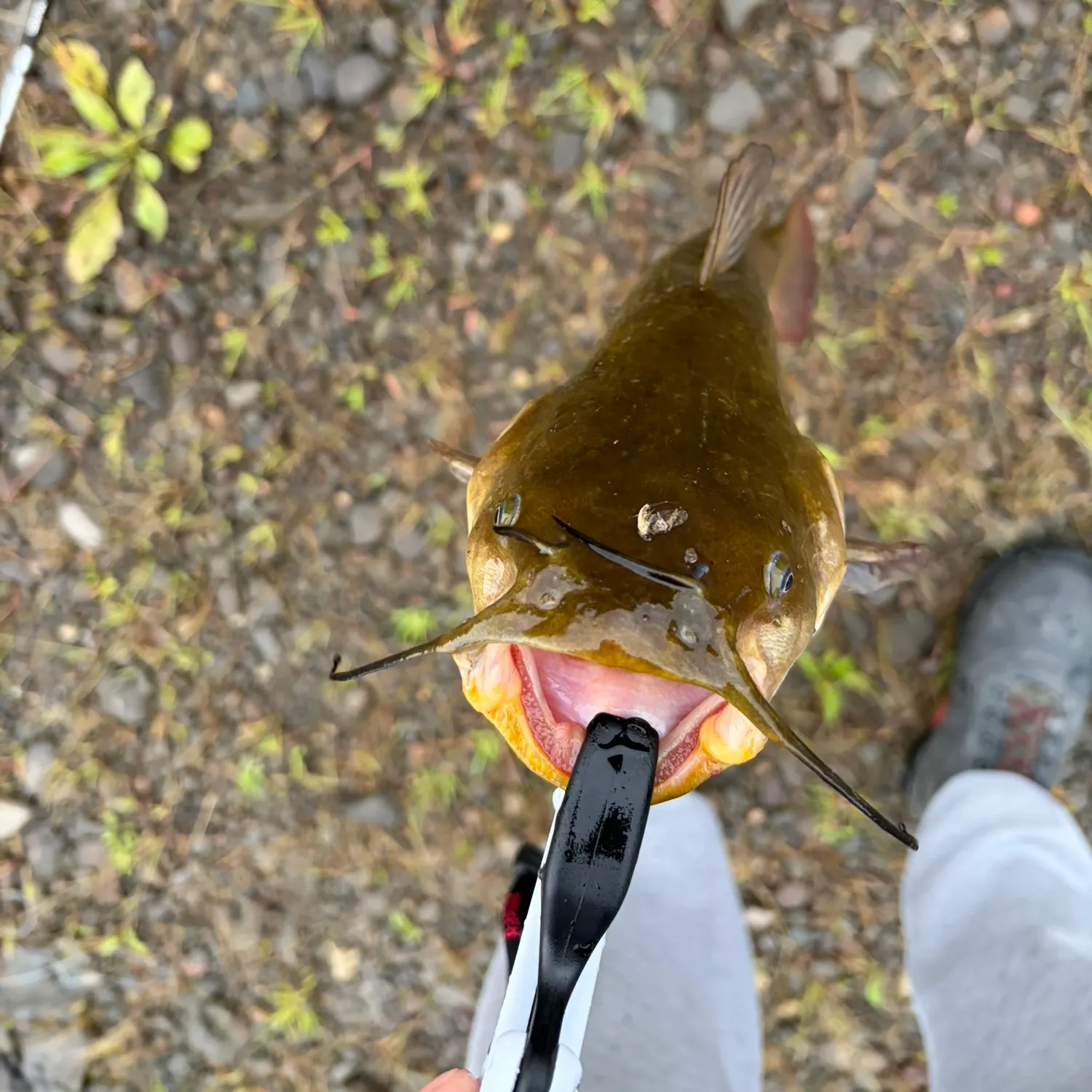 Yellow bullhead caught on Fishbrain