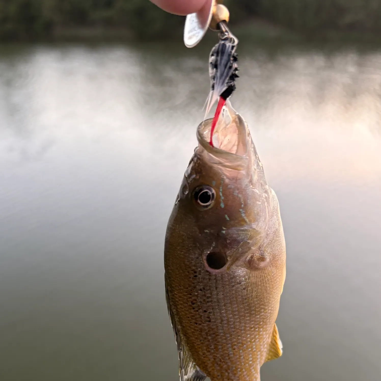 Green sunfish caught on Fishbrain