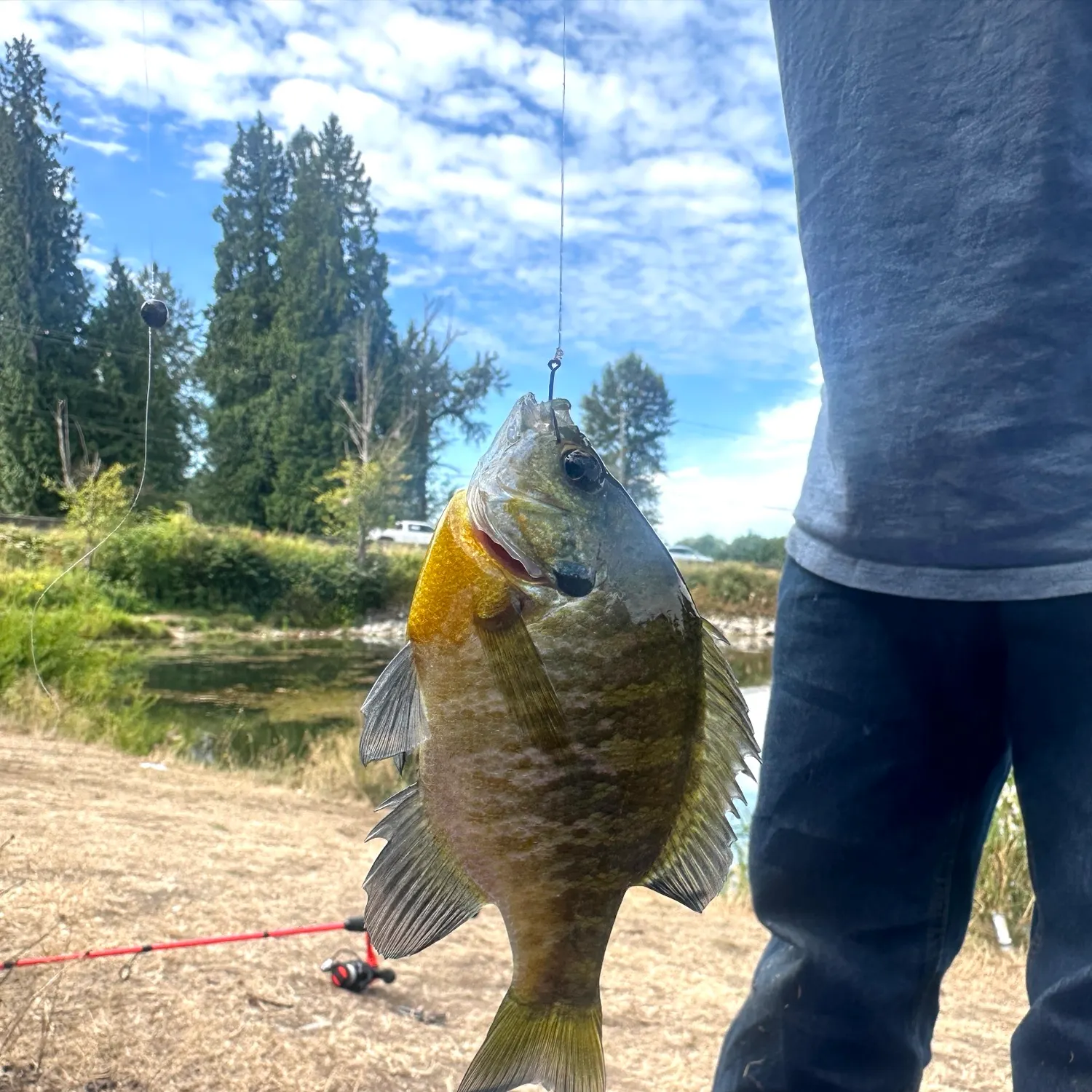 Bluegill caught on Fishbrain