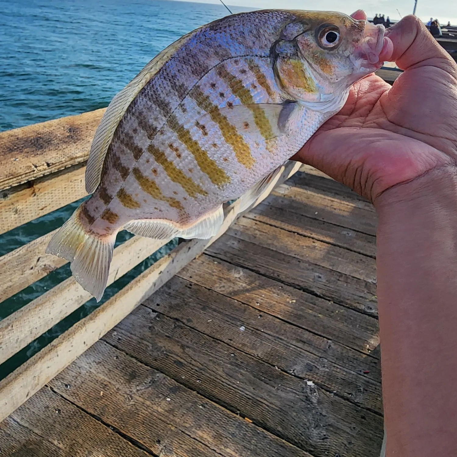 The most recent Barred surfperch catches on Fishbrain