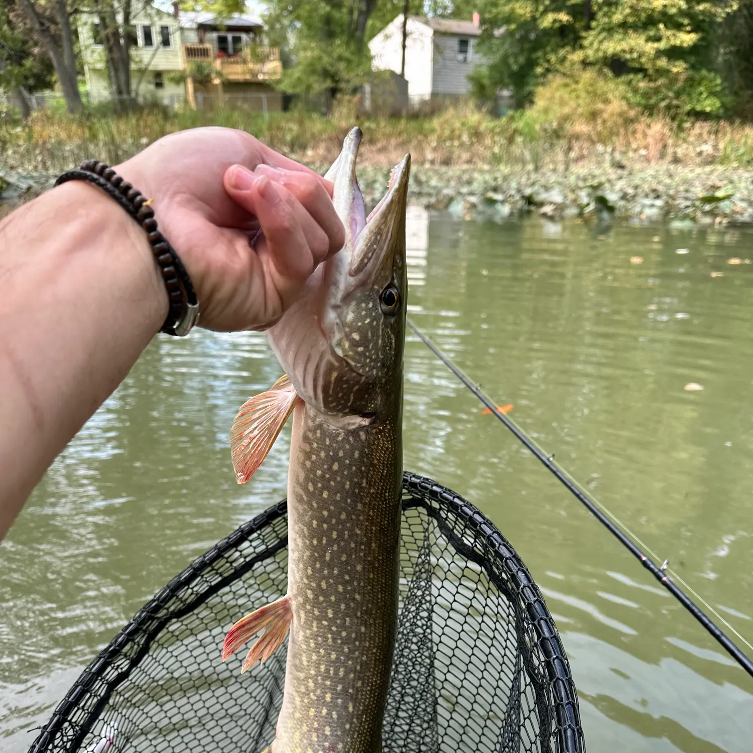Northern pike caught on Fishbrain