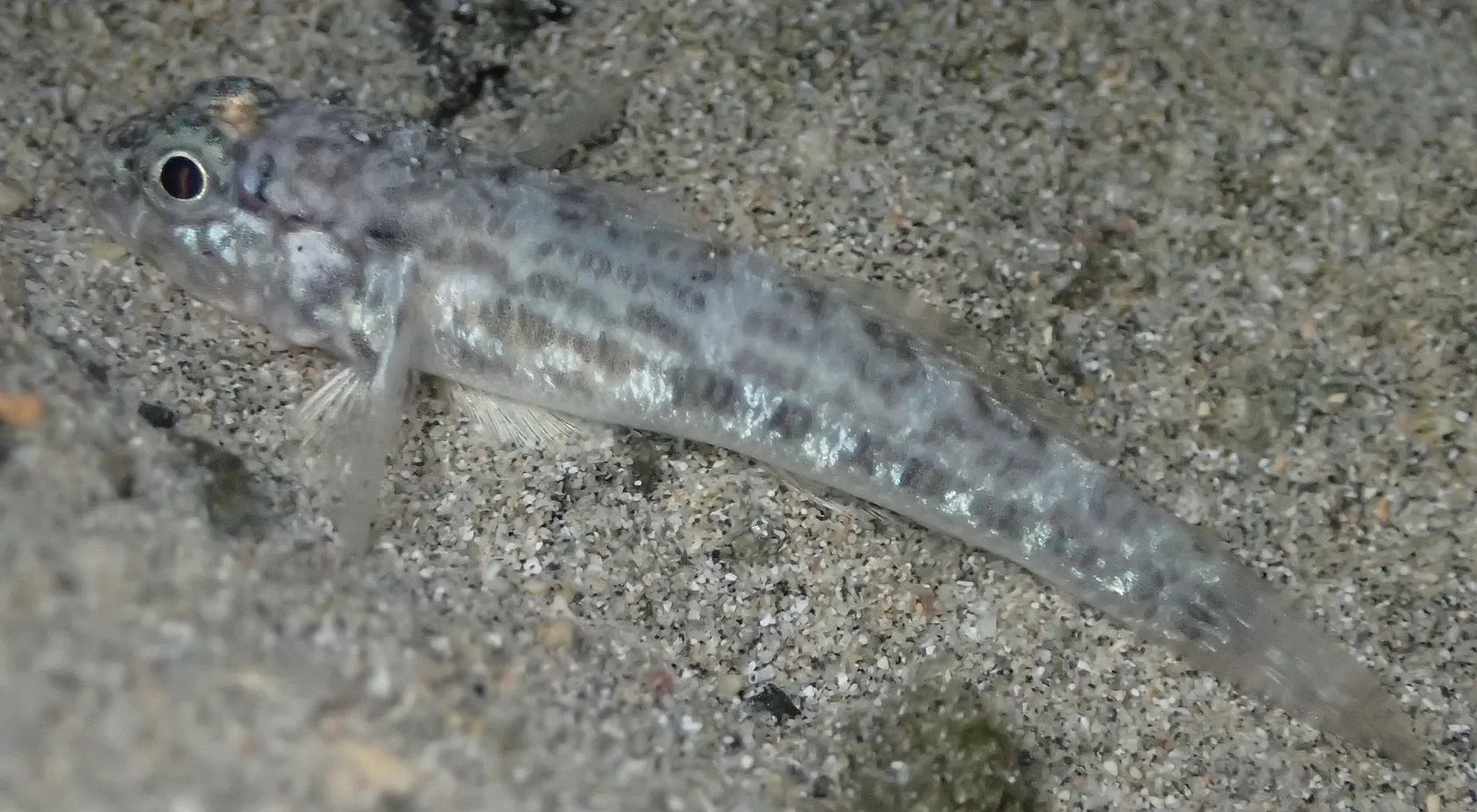 Estuarine frillfin